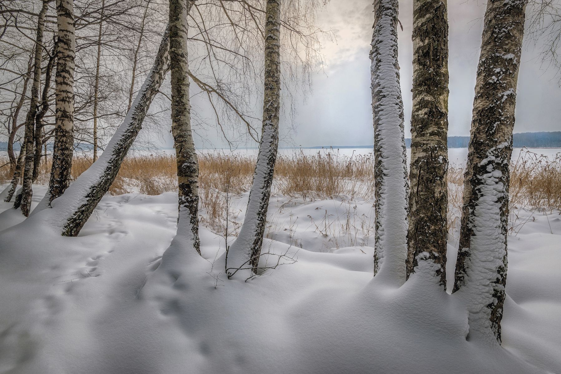 Озеро, зима, берег, камыш, берёзы, снег, Сергей Аникин