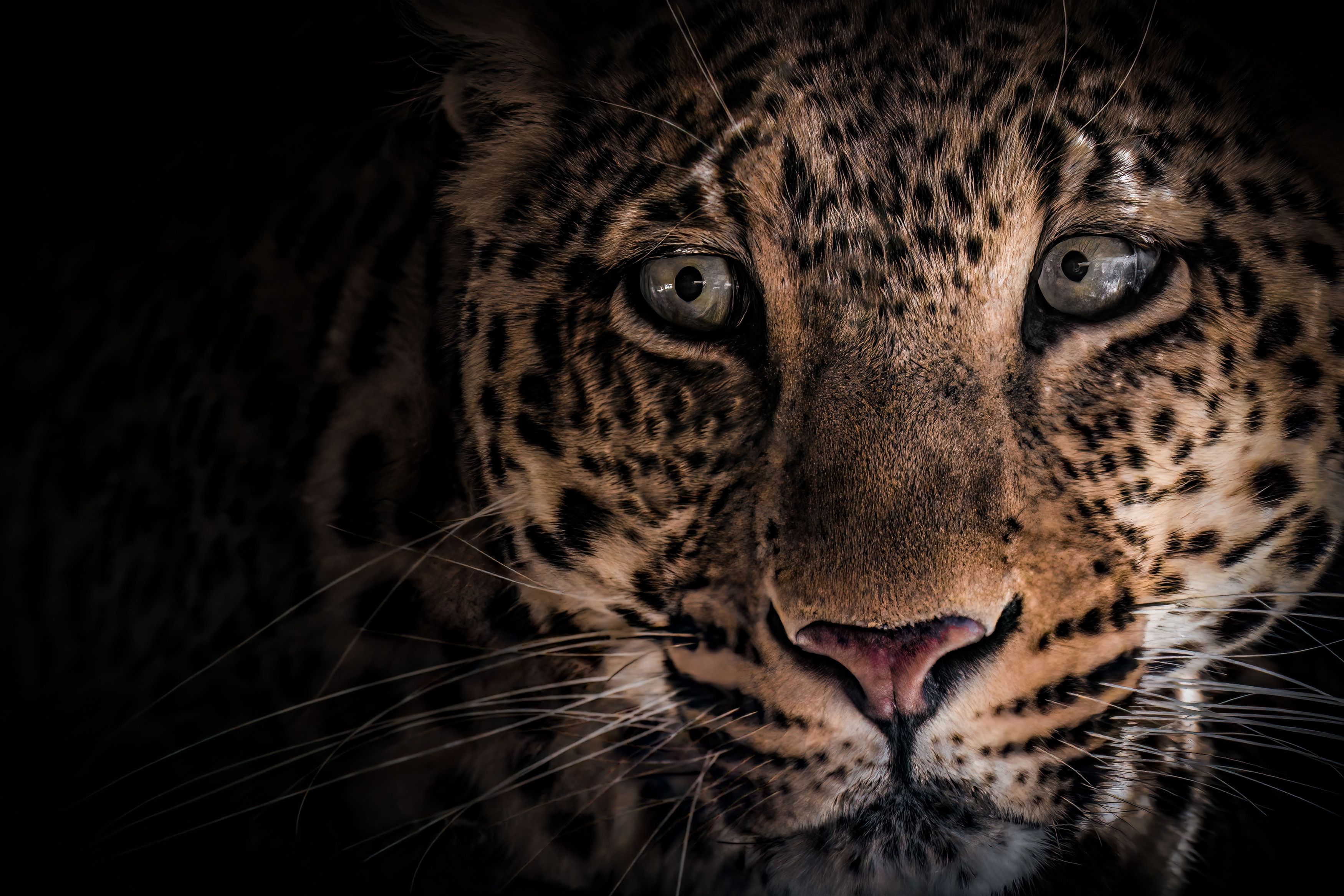 african leopard, leopard, animal, animals, wild, hunter, wildlife, closeup, close-up, eye, eyes, predator, nature, Zaeitar Ahmed