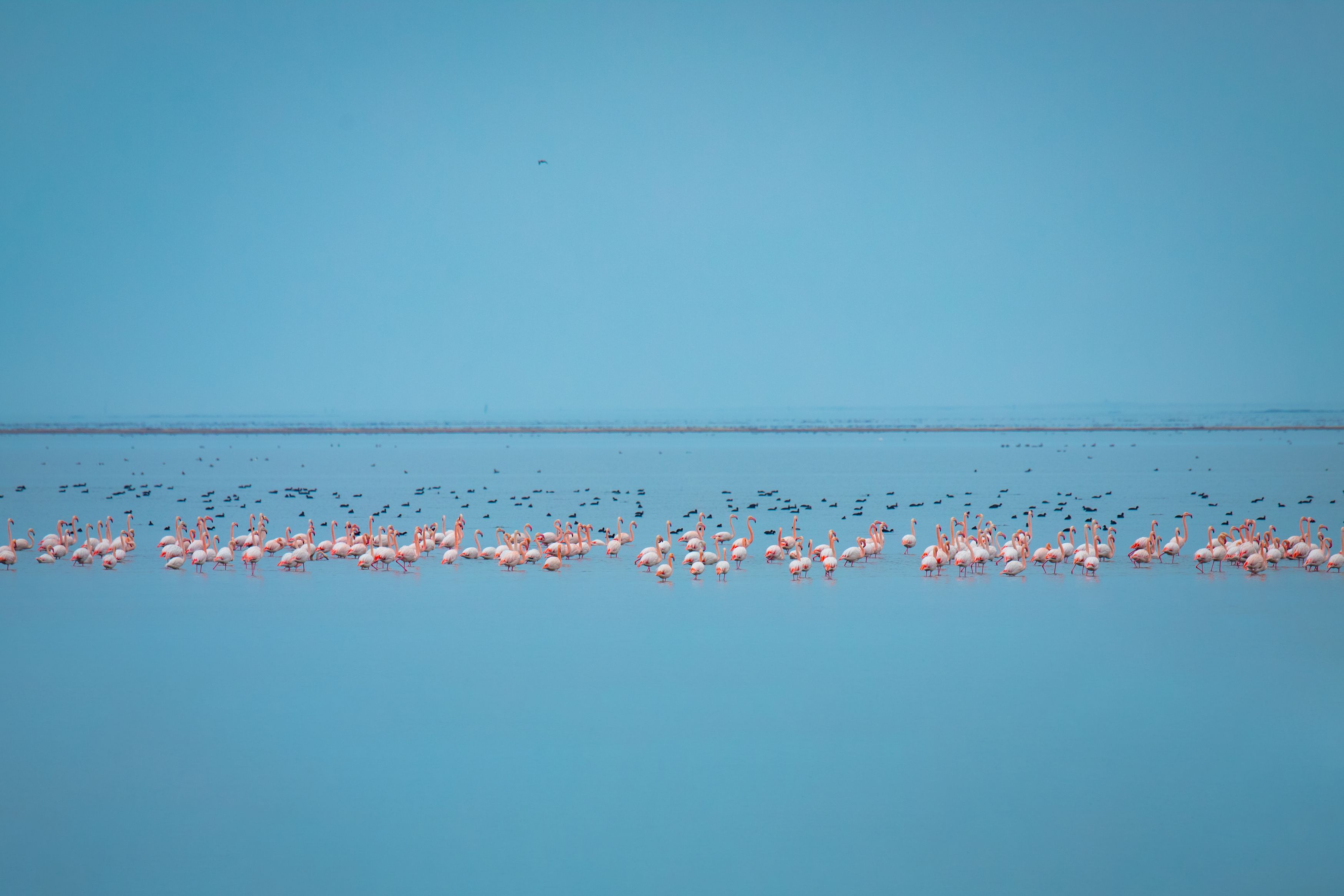 flamingo, bird, azerbaijan, caspian, sea, Teymur Mammadov