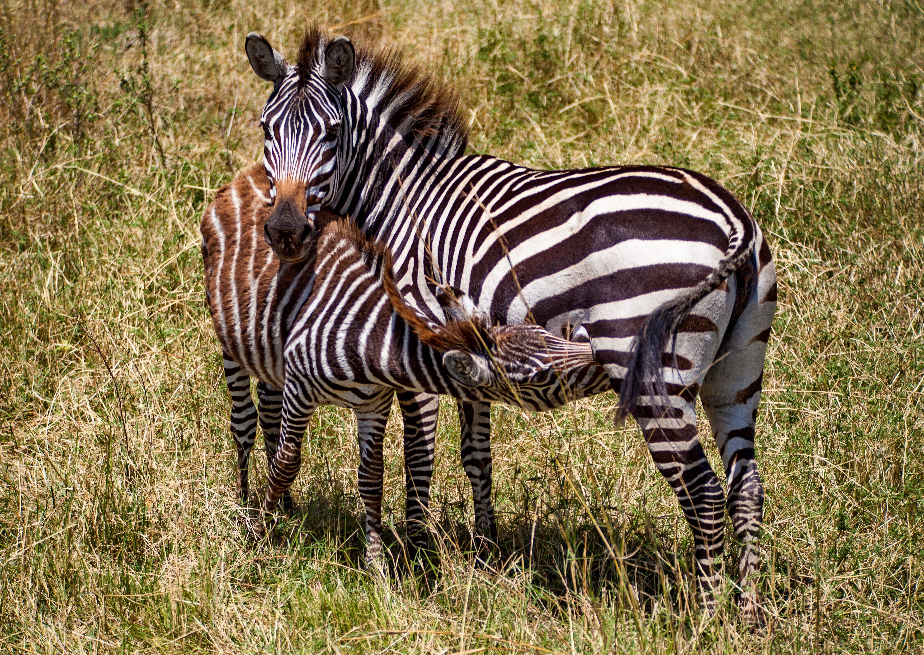 Zebra Kenya, Lilia Tkachenko