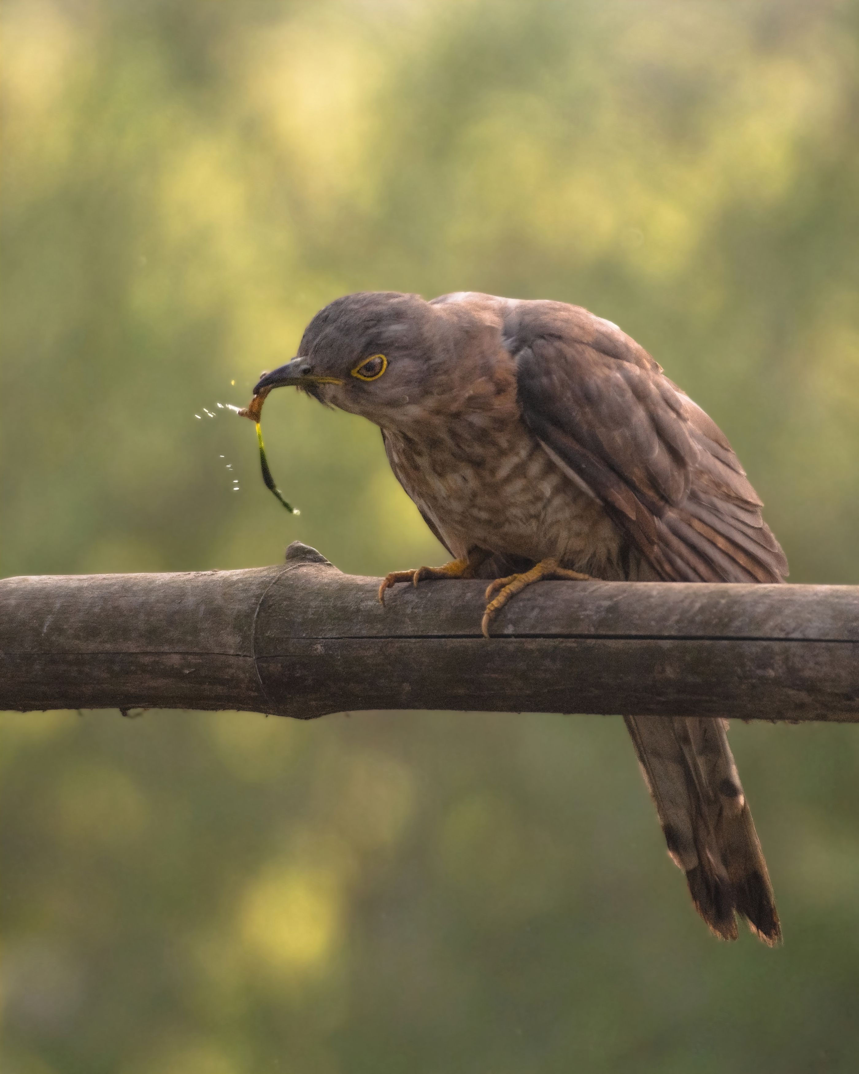 #birds #cuckoo #indianbirds #birdsofindia #birdwithcatch, Madhurya Mozumder