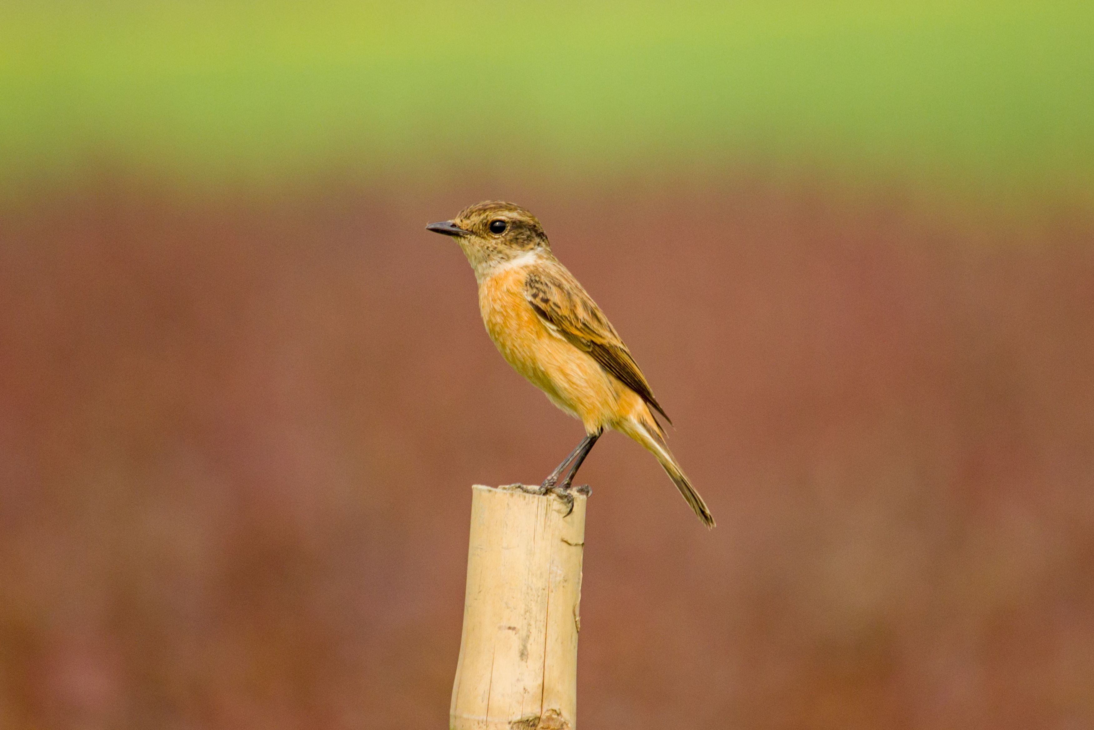 #bird #natgeo #photography #birdphotography #nature #beeeater #green #animal #wildlife, Shadab Ishtiyak