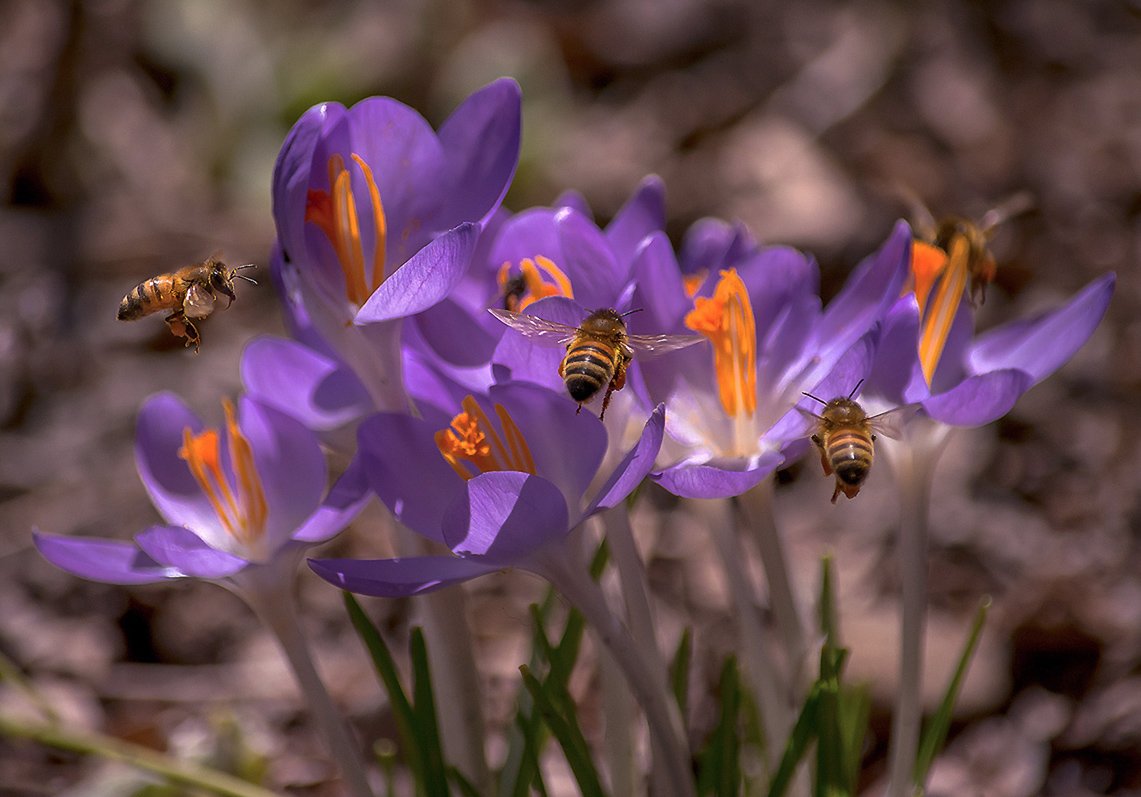 весна, макро, насекомые, природа, пчела, флора, цветы, Антонина