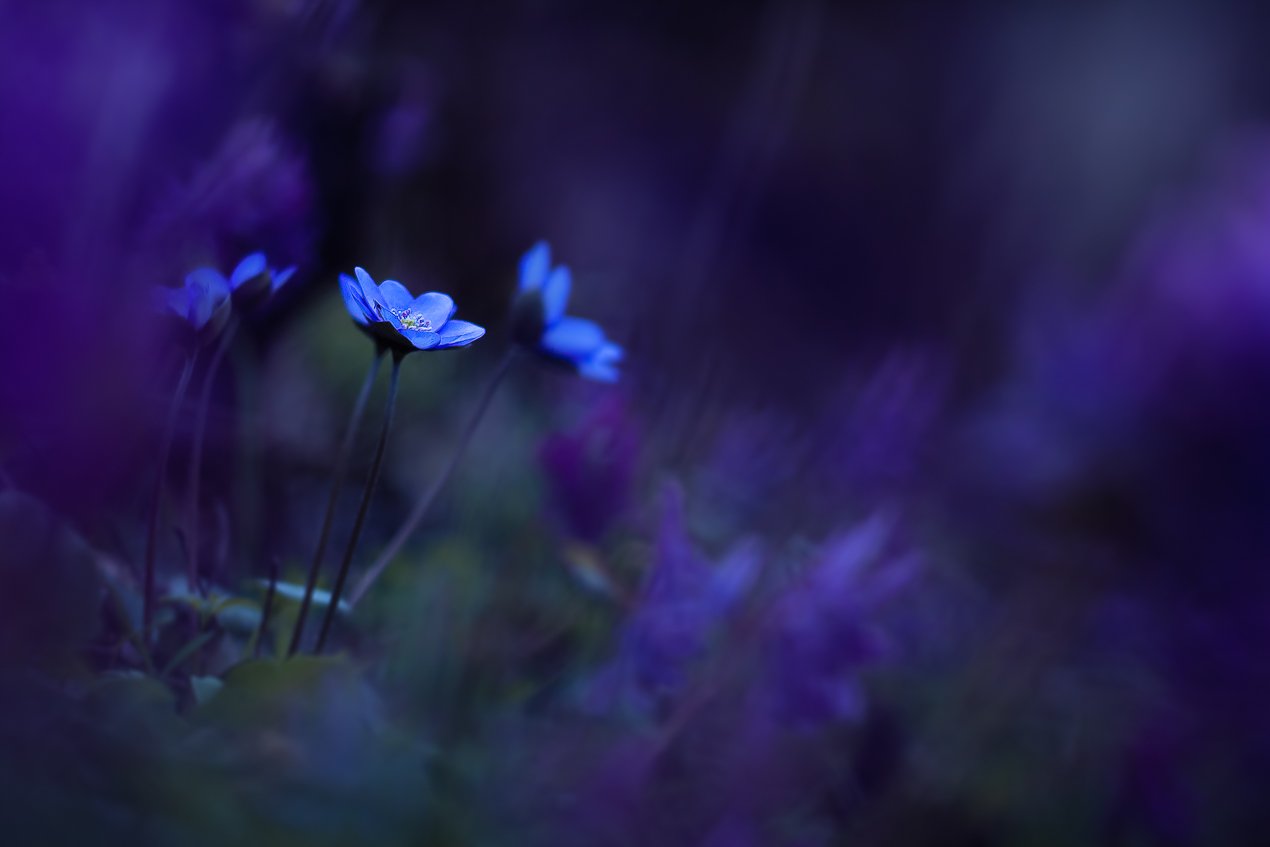 Синий размытый. Размытые цветы. Цветы голубые размытые. Размытый фон цветы. Размытые синие цветы.