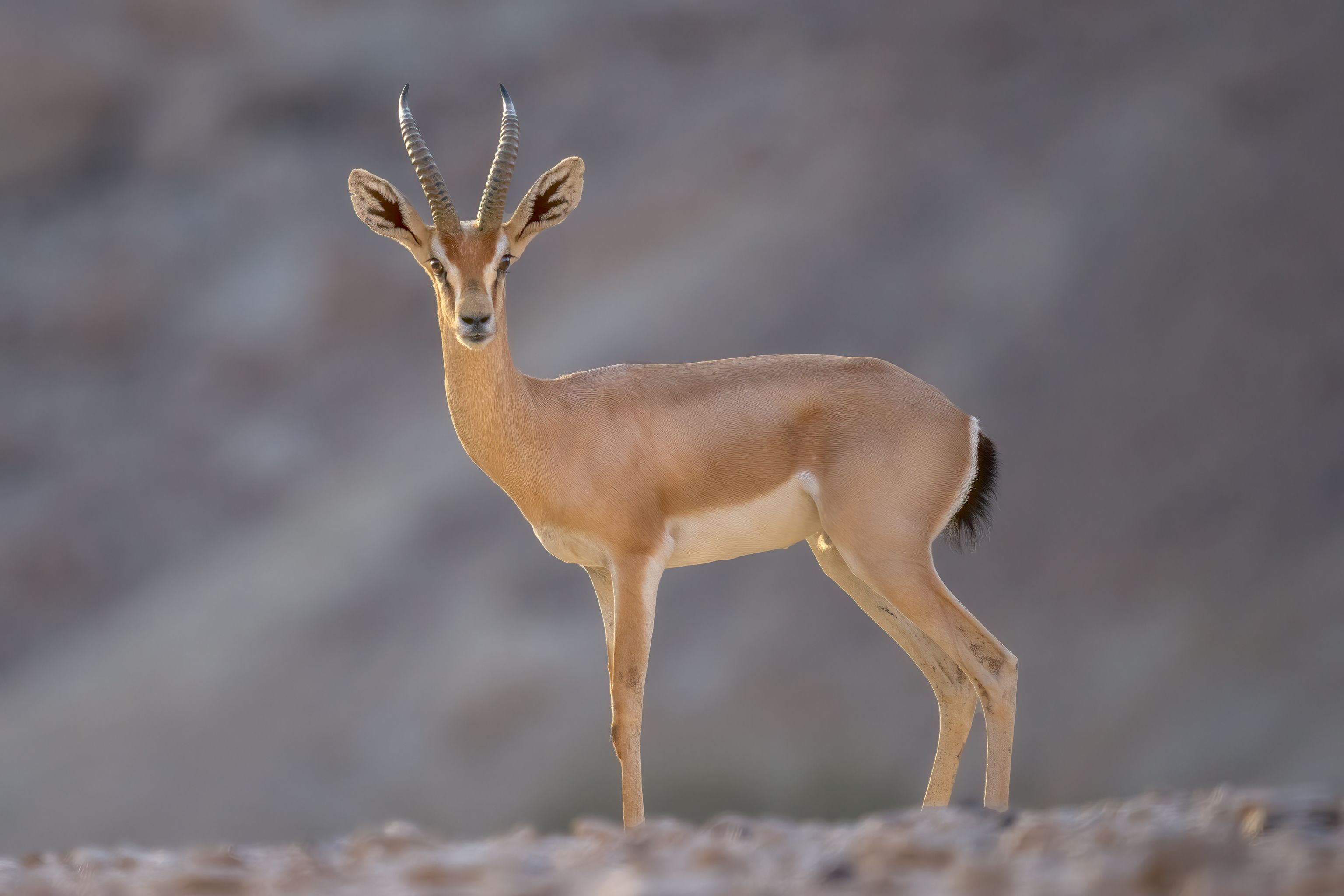 Deer, wildlife, desert, Arie Burla
