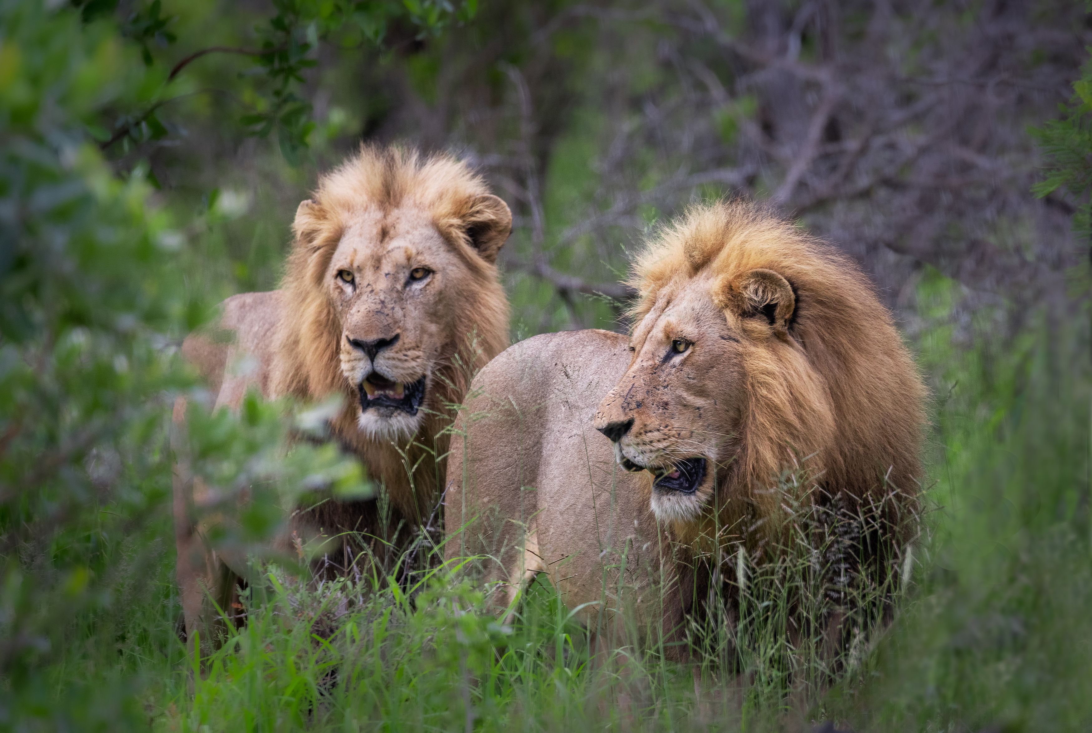 lion, big cat, big five, mummals, cats, cat, lioness, nature, safari, wild life, africa, south africa, kruger, Roman Bevzenko