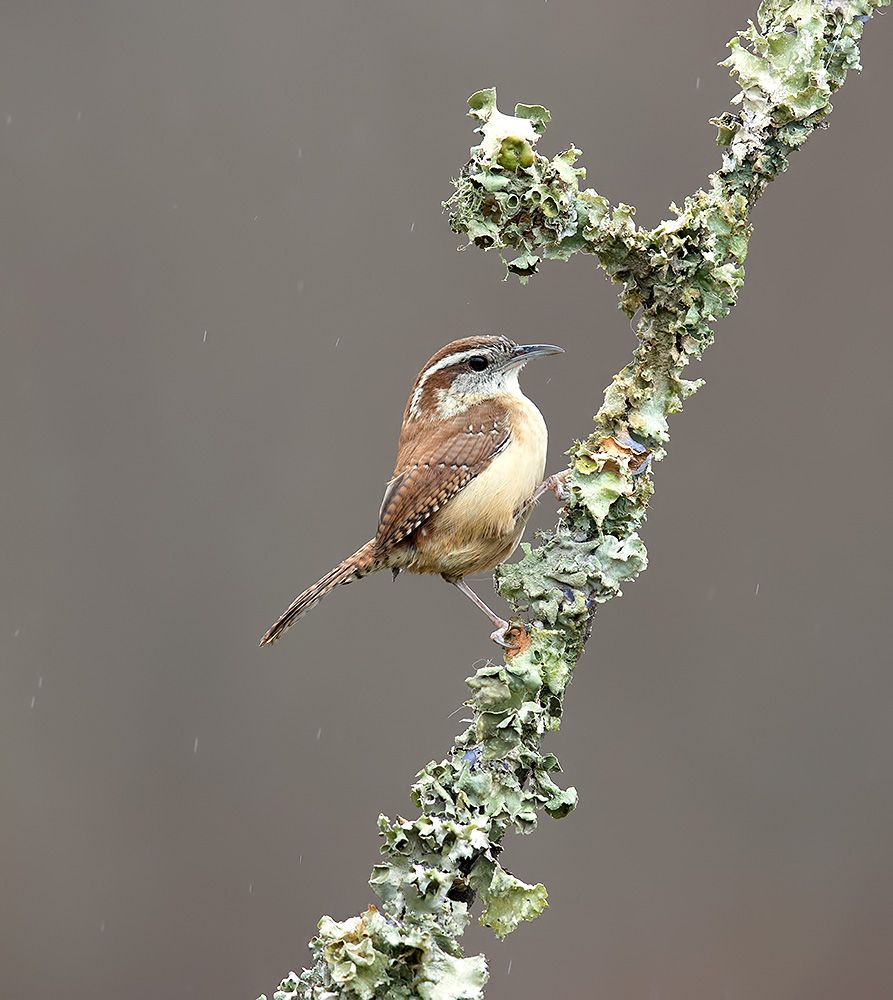 carolina wren, крапивник каролинский, крапивник, зима, Etkind Elizabeth