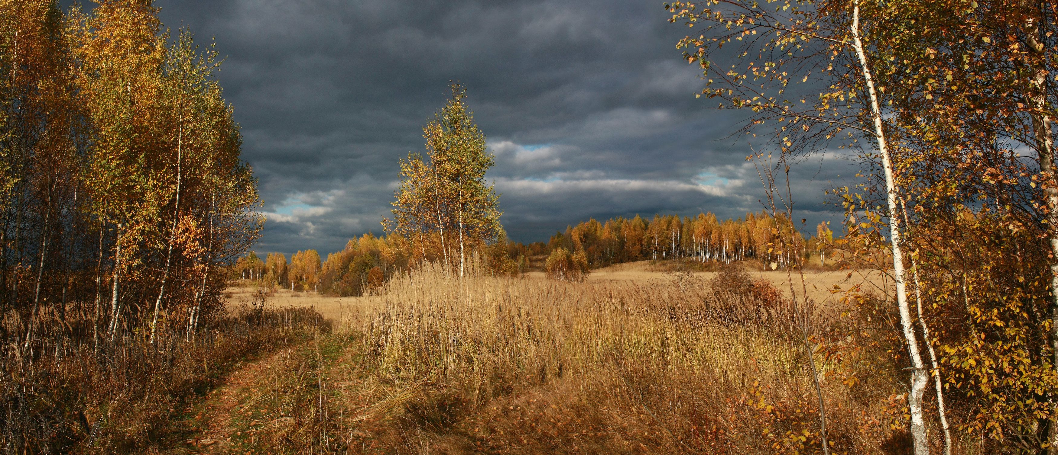 осень , лес , поле , тучи, Александр Свистков