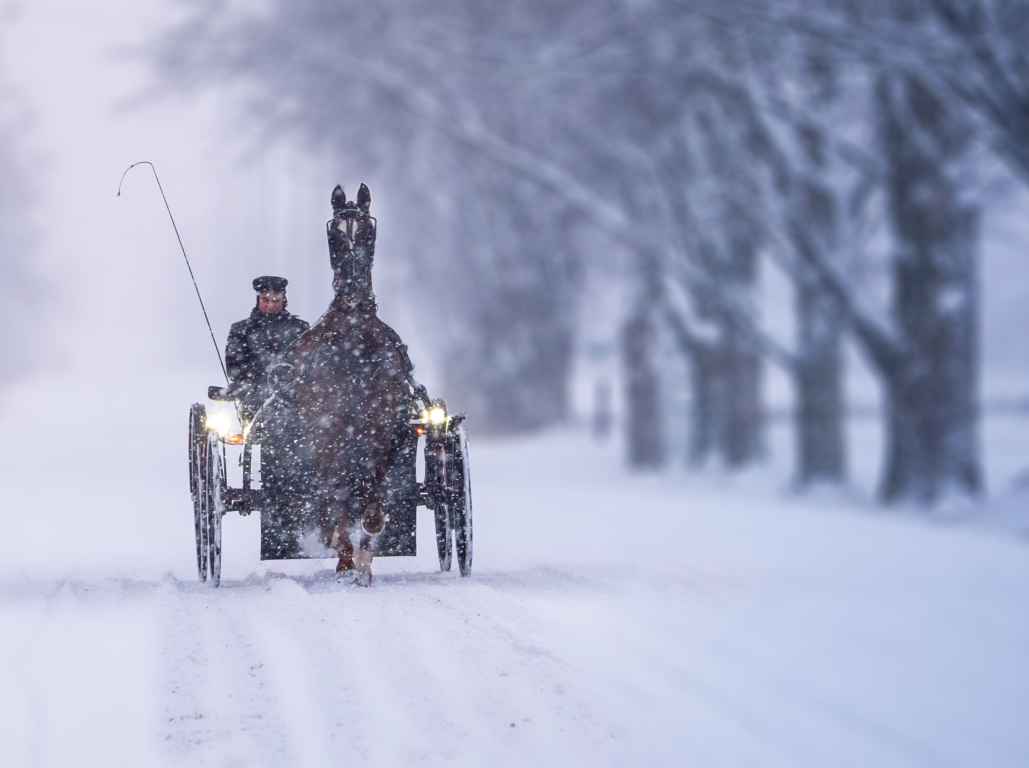 #horses #snow #street #streetphotography #canada #ontario, Raghuvamsh Chavali