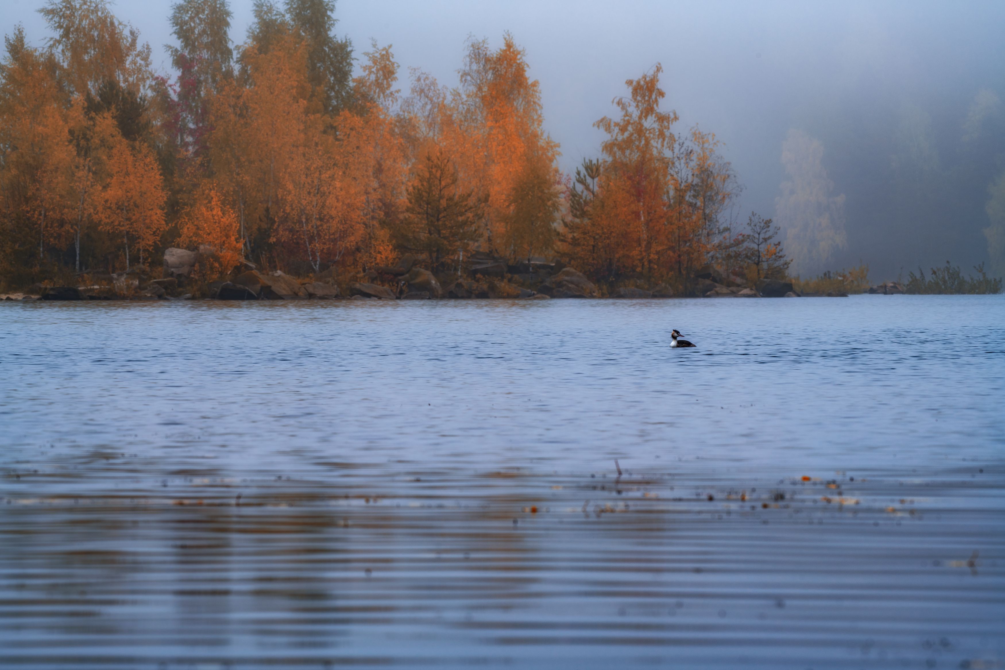 туман,подмосковье,осень,природа,пейзаж,россия, Павел Ныриков