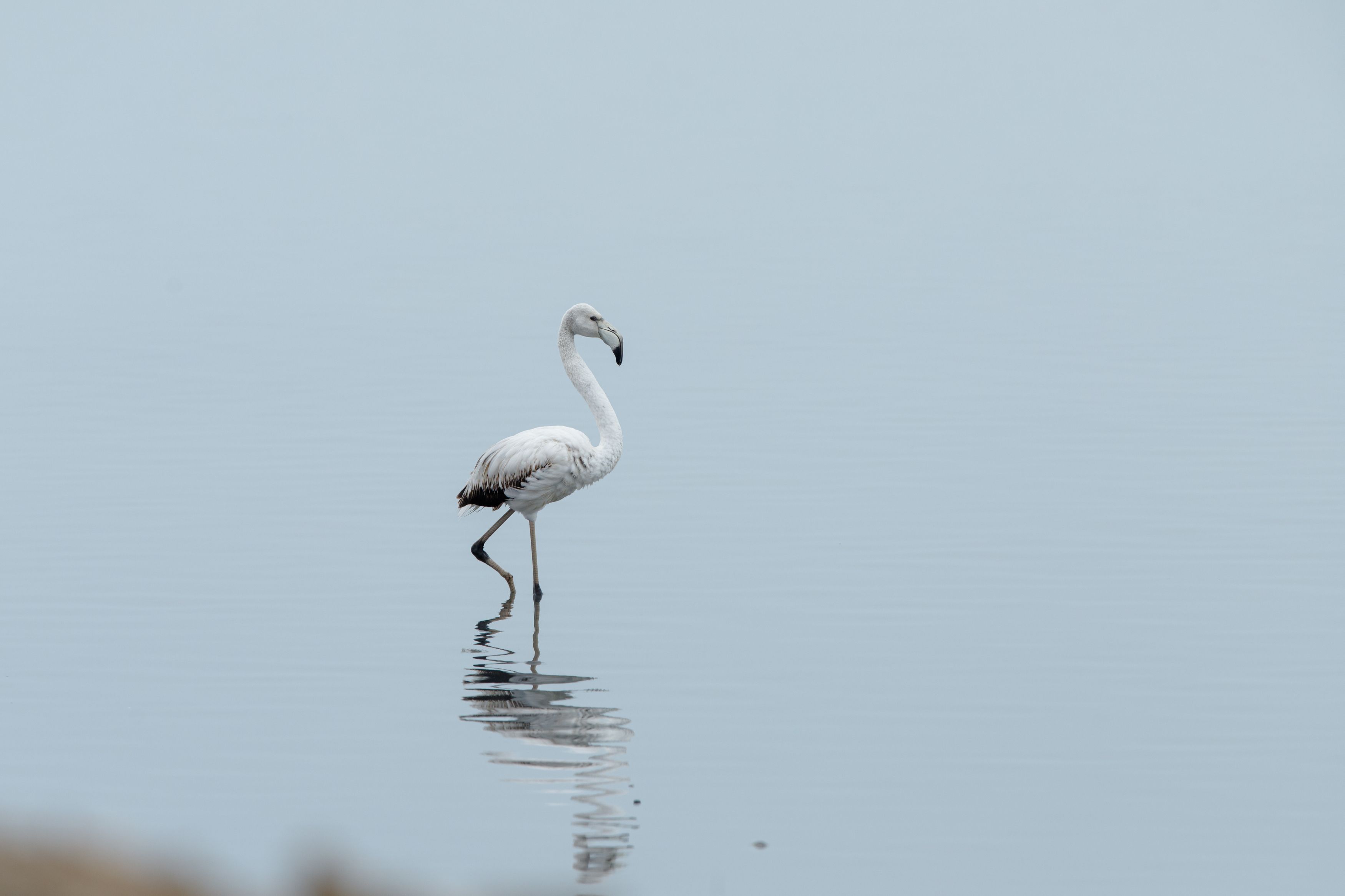 Flamingo bird Azerbaijan Baku Caspian sea, Teymur Mammadov