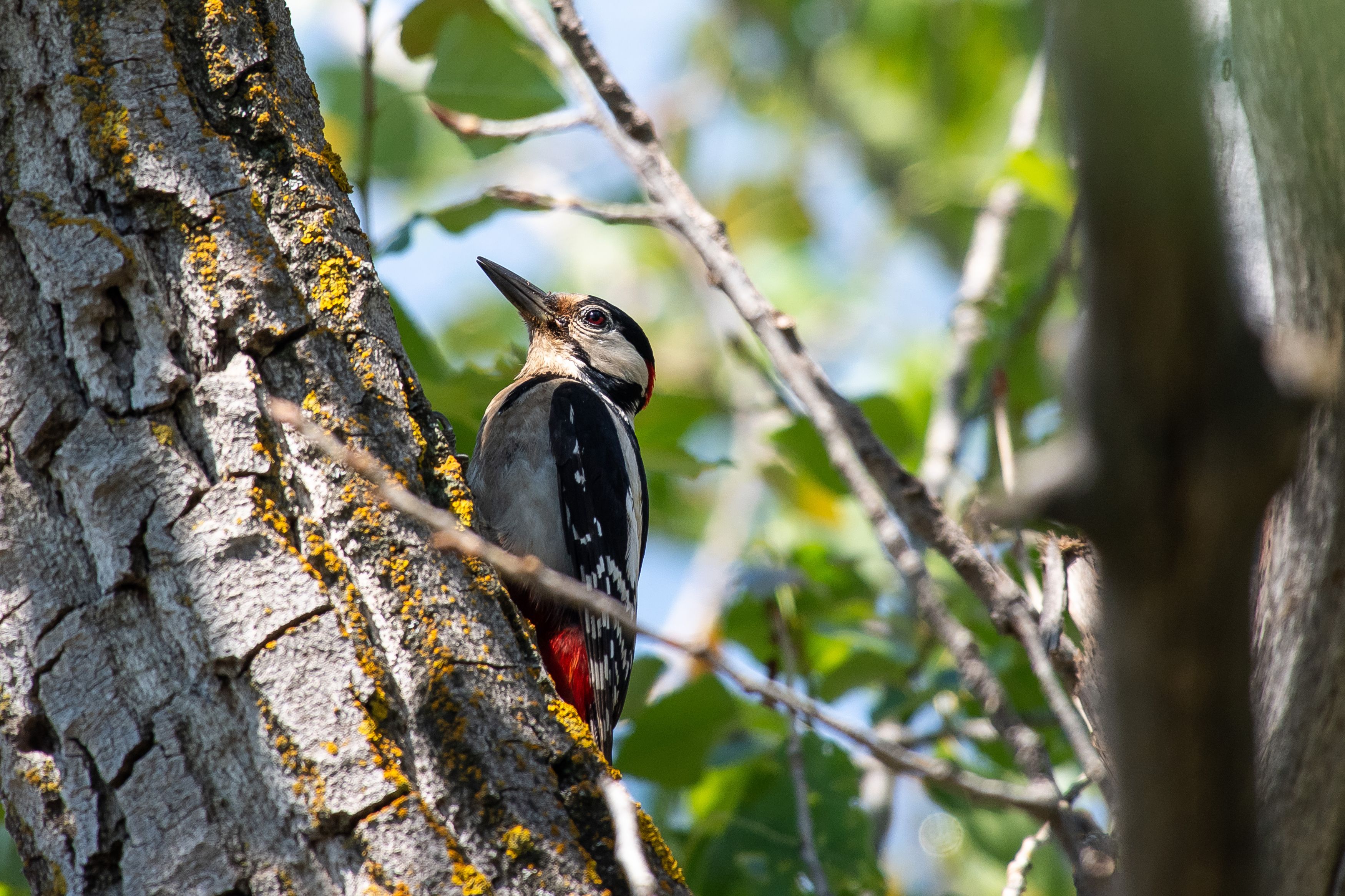Dendrocopos major, Great spotted woodpecker, volgograd, russia, wildlife, , Сторчилов Павел