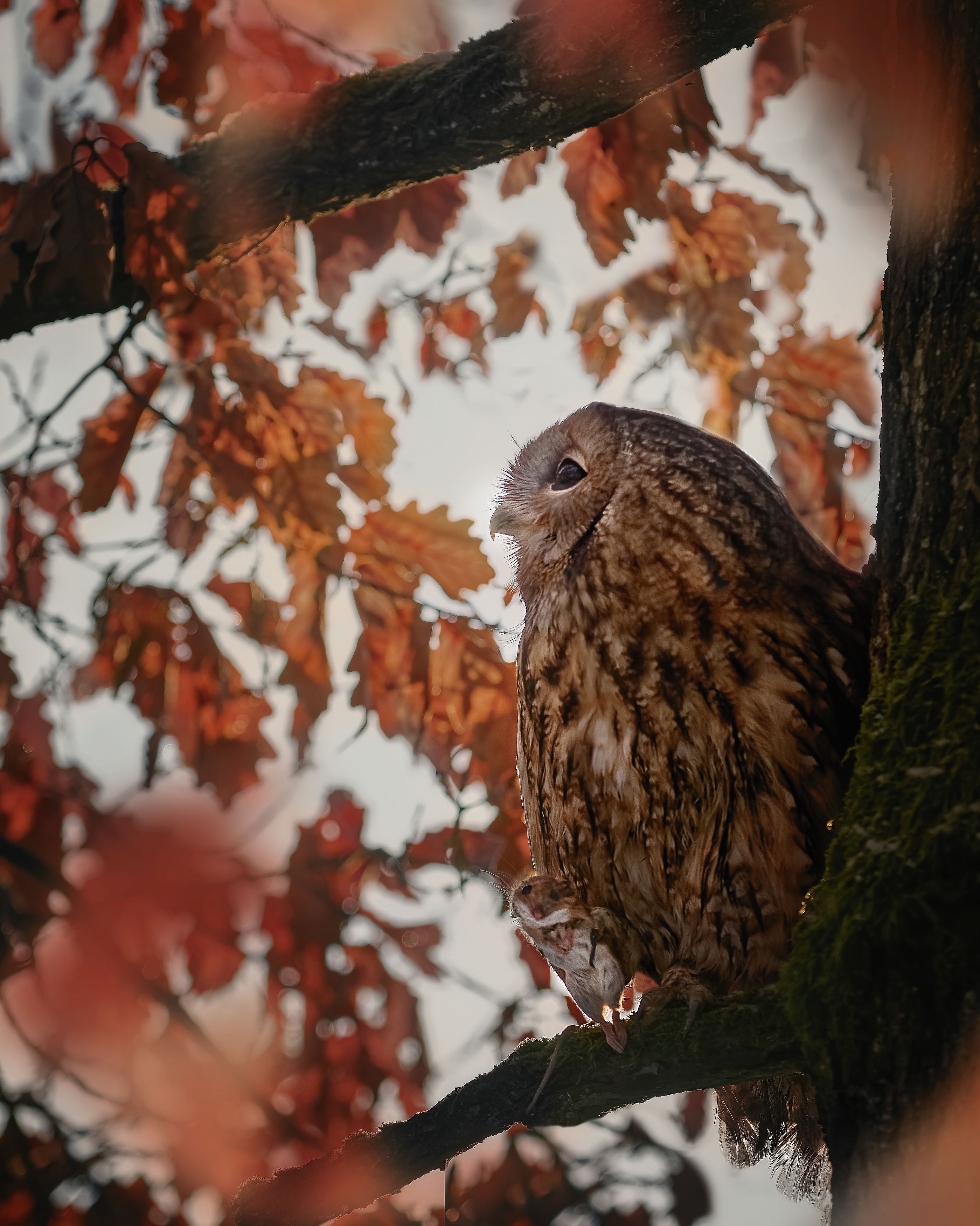 owl, bird of prey, Michaela Firešová