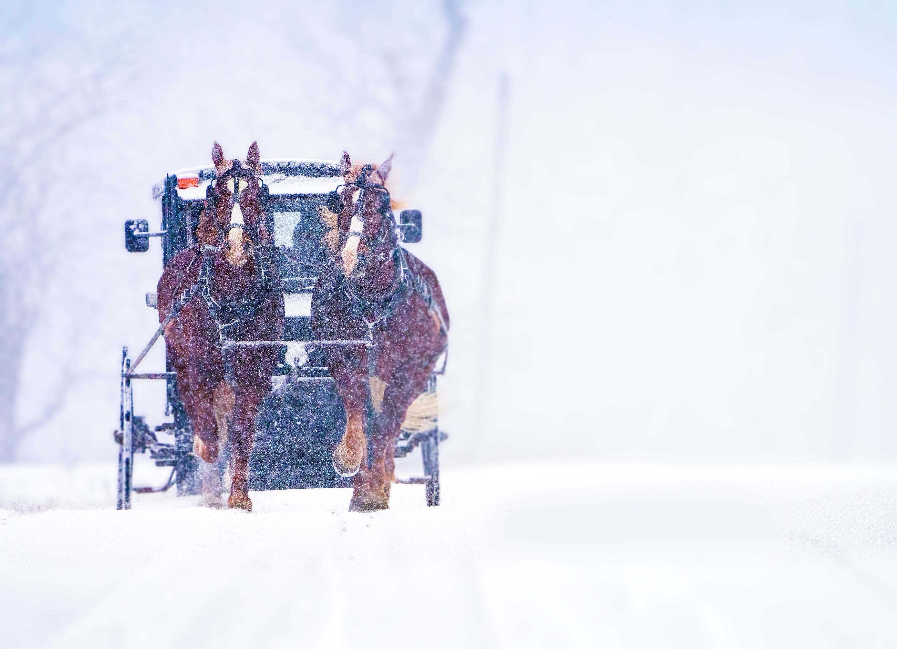 #horses #snow #street #streetphotography #canada #ontario, Raghuvamsh Chavali
