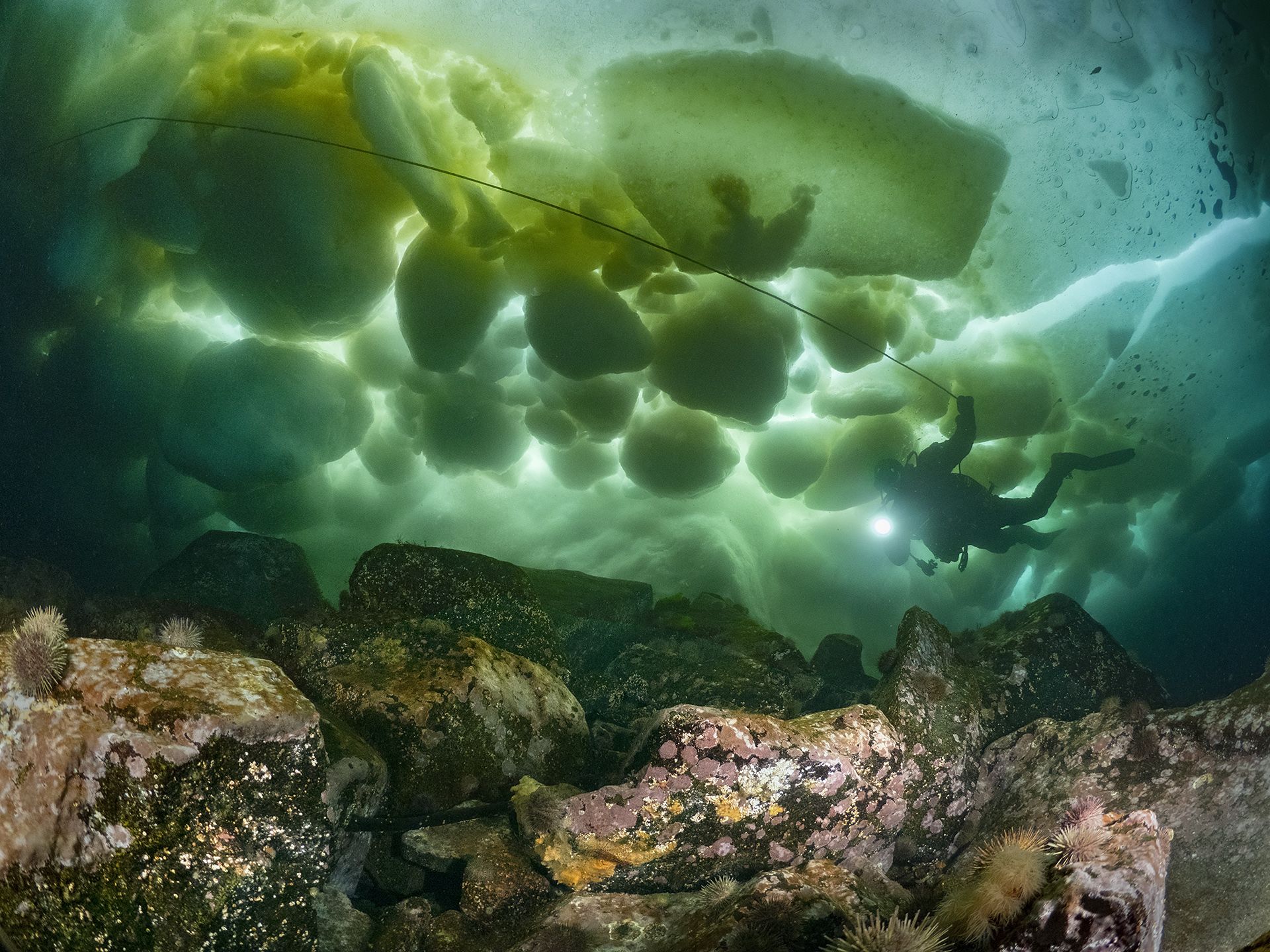 подводное фото, Сергей Шанин