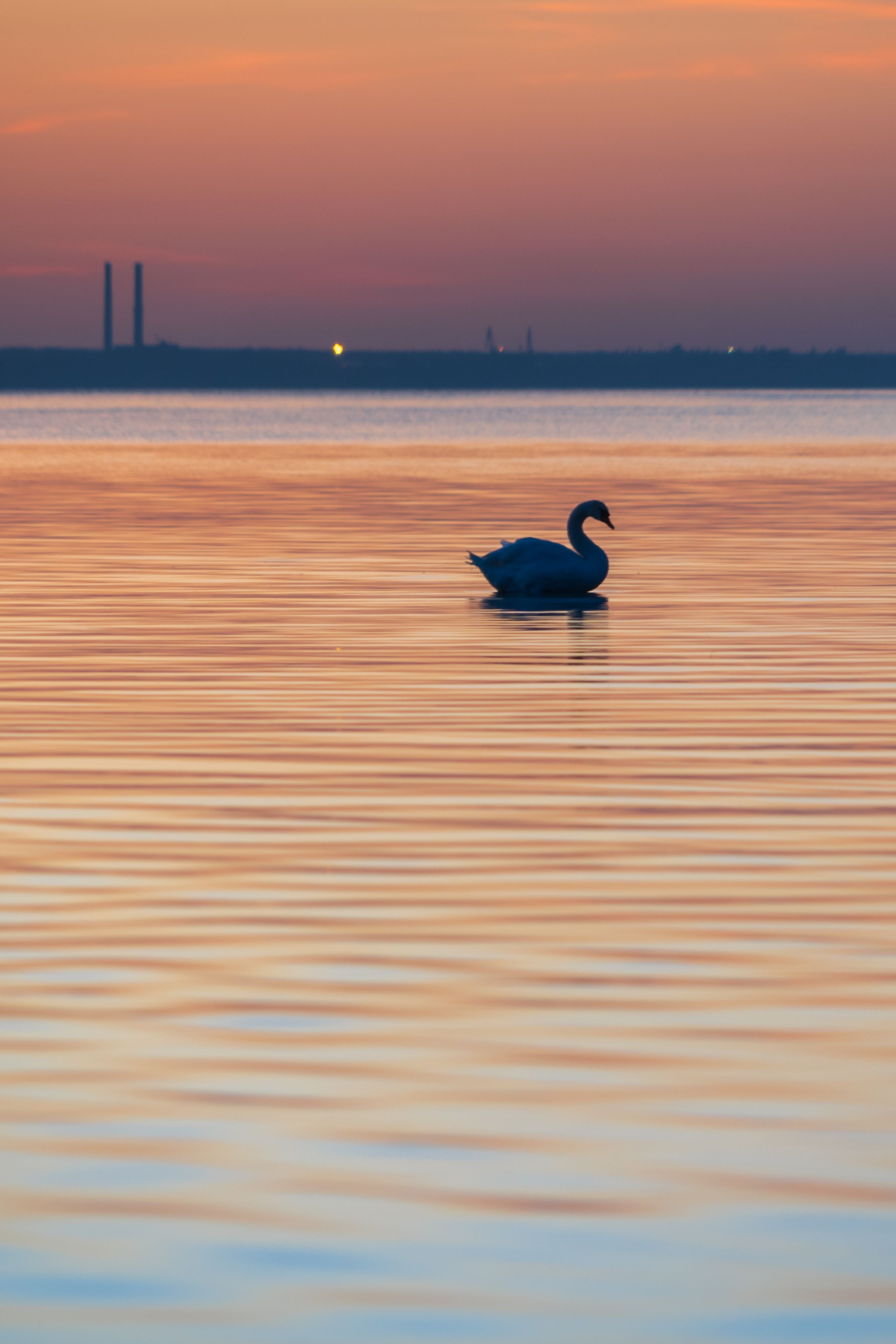 балтийское море, закат, лебедь, Popoff Dmitry