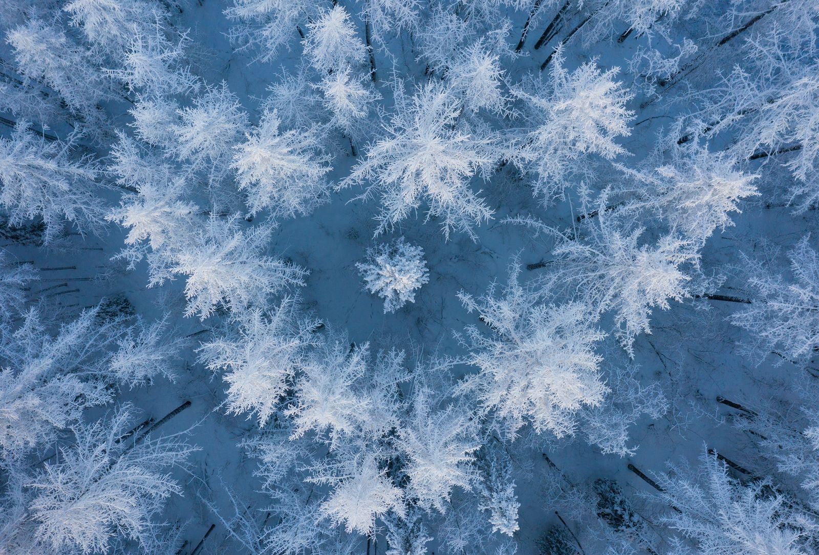 зима, мороз, лес, природа, север, иней, Андрей Снегирёв