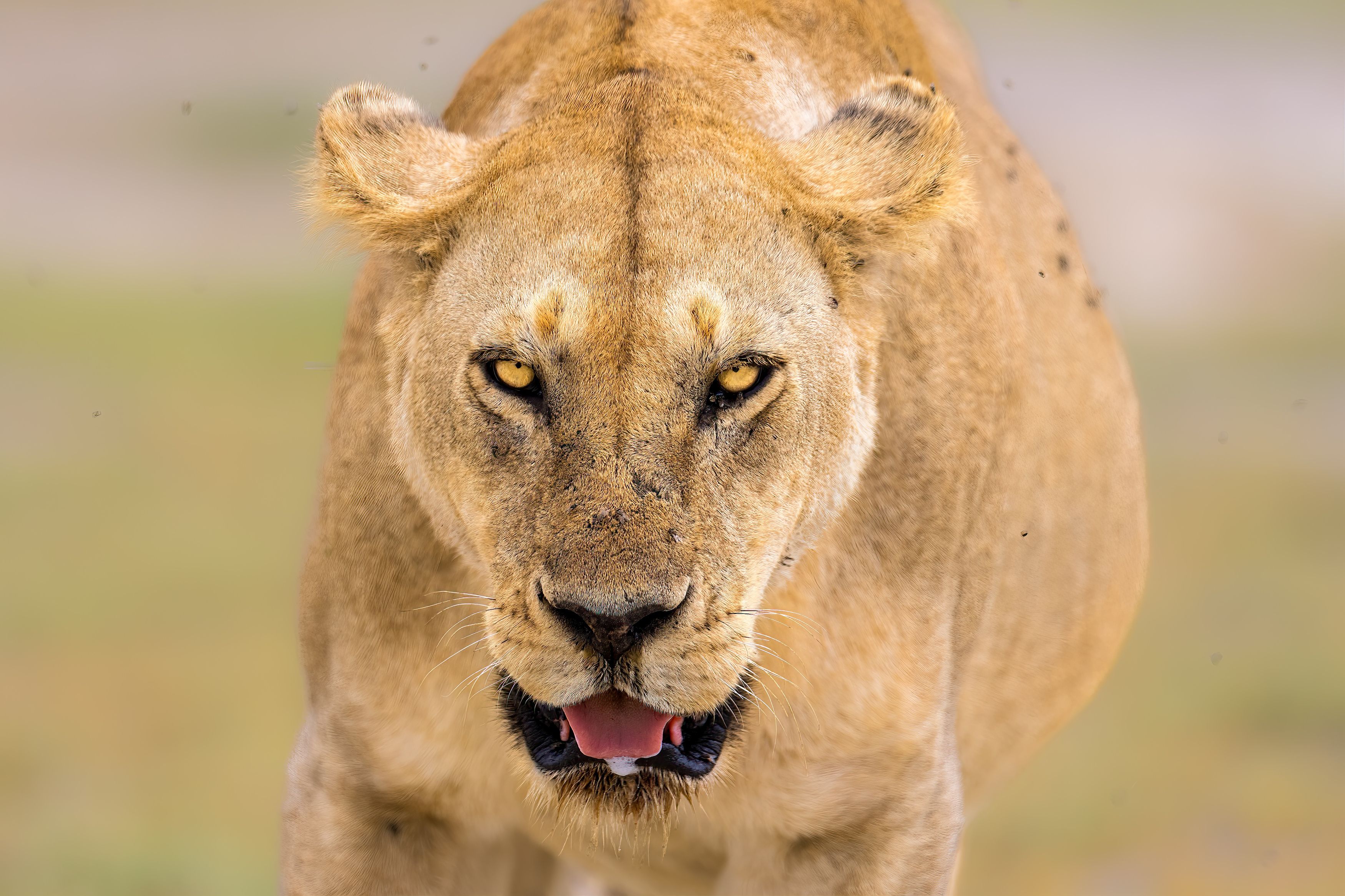 lioness, wildlife, tanzania, serengeti, Subi Sridharan