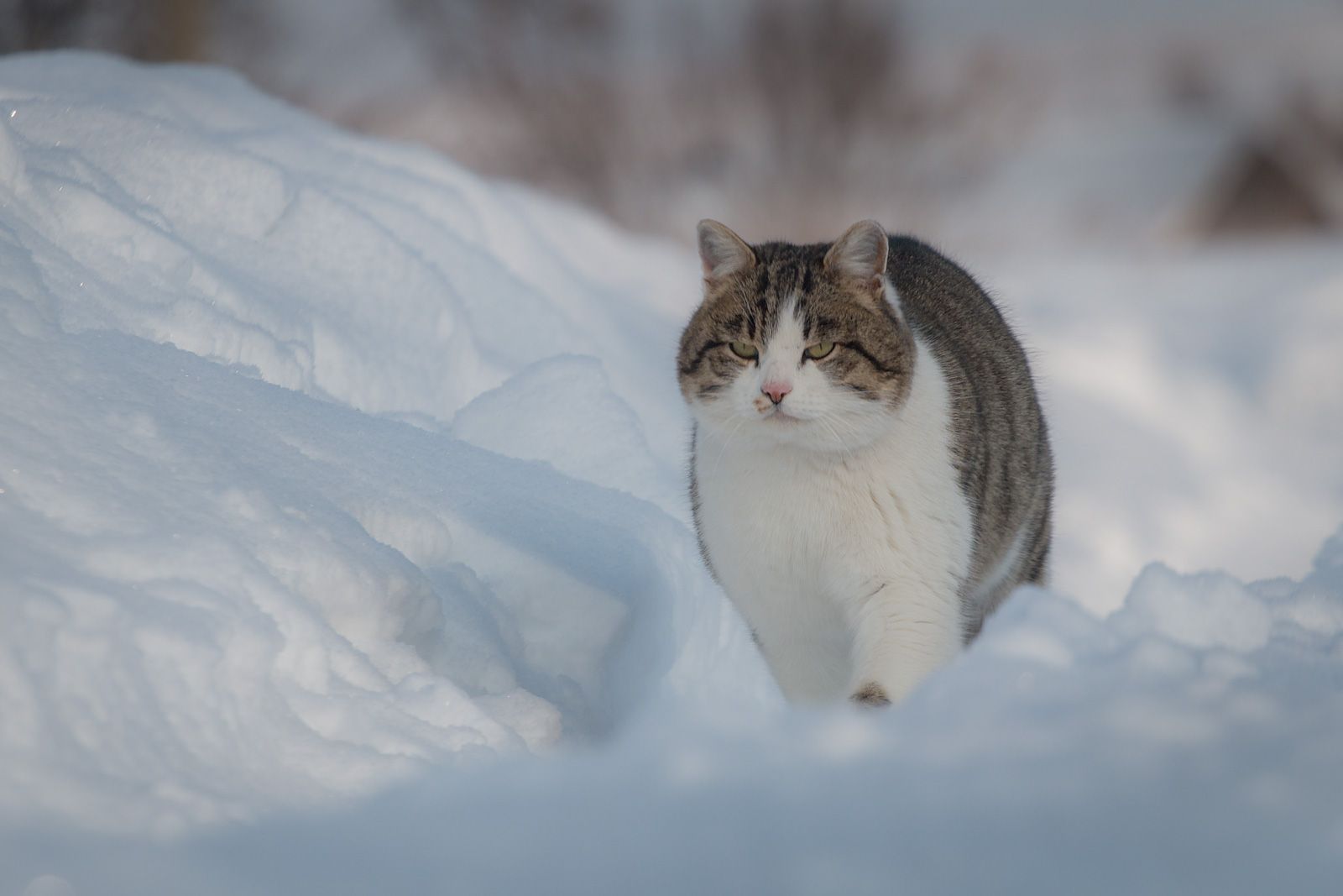 зима, снег, кот, деревня, Алексей Юденков