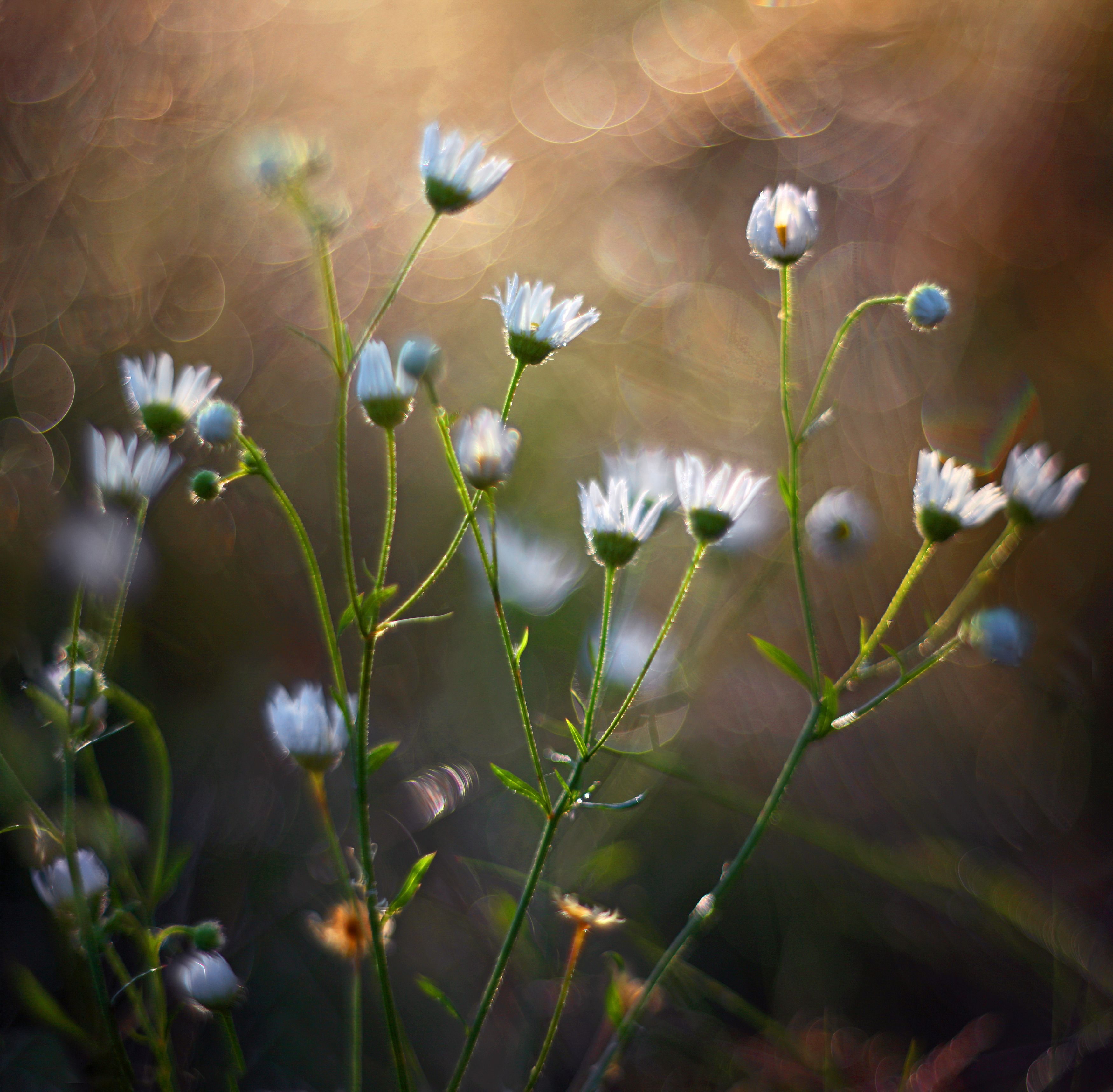 цветы , лето , утро, Александр Свистков
