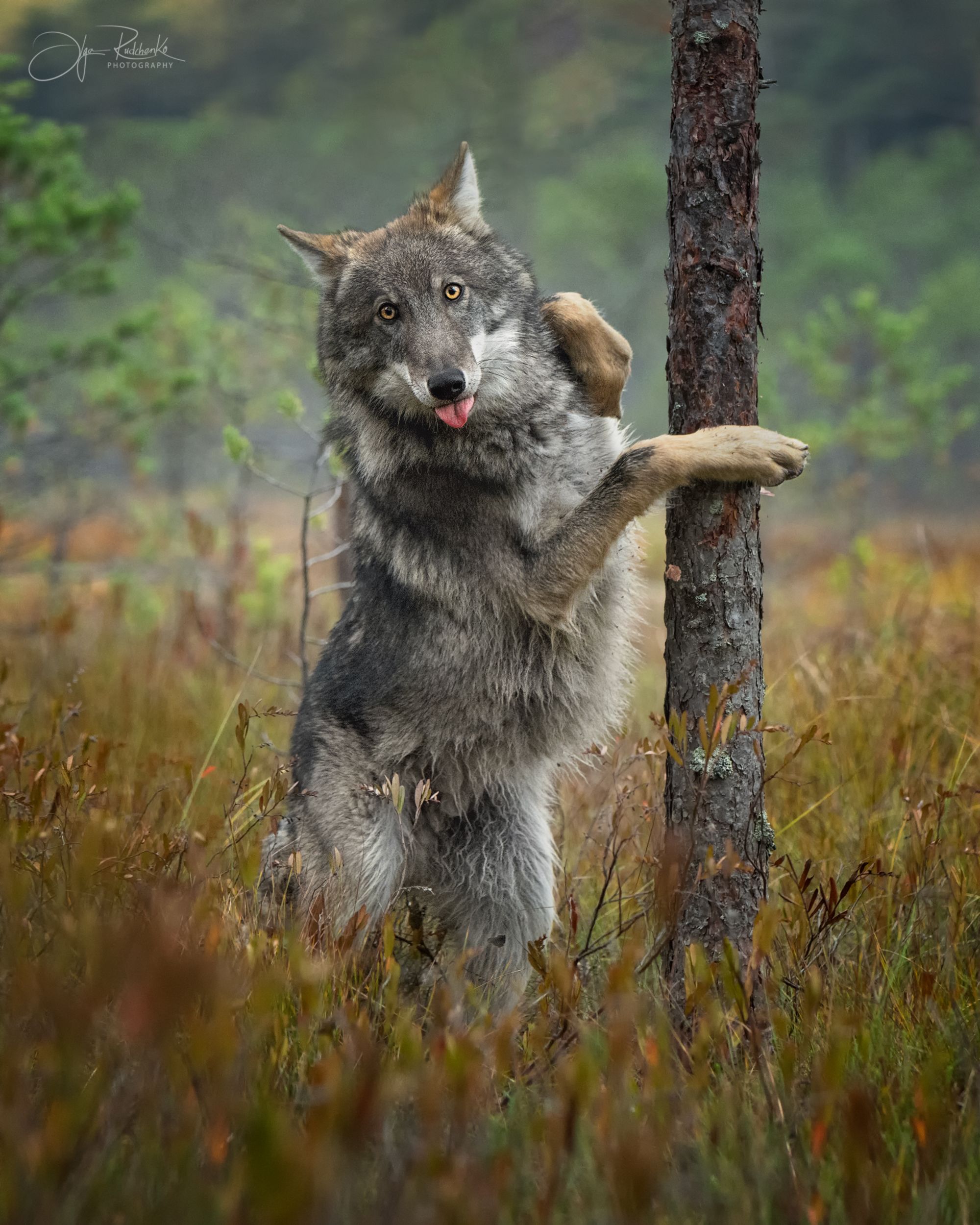 волк, европейский волк, беларусь, красный бор, wolf, gray wolf, wolf, grey wolf, Рудченко Ольга