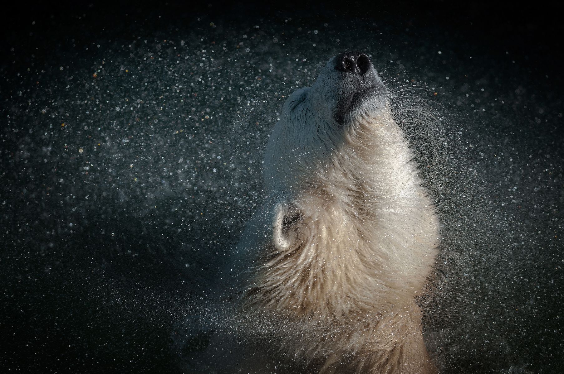 брызги, белый медведь, Сергей Аникин