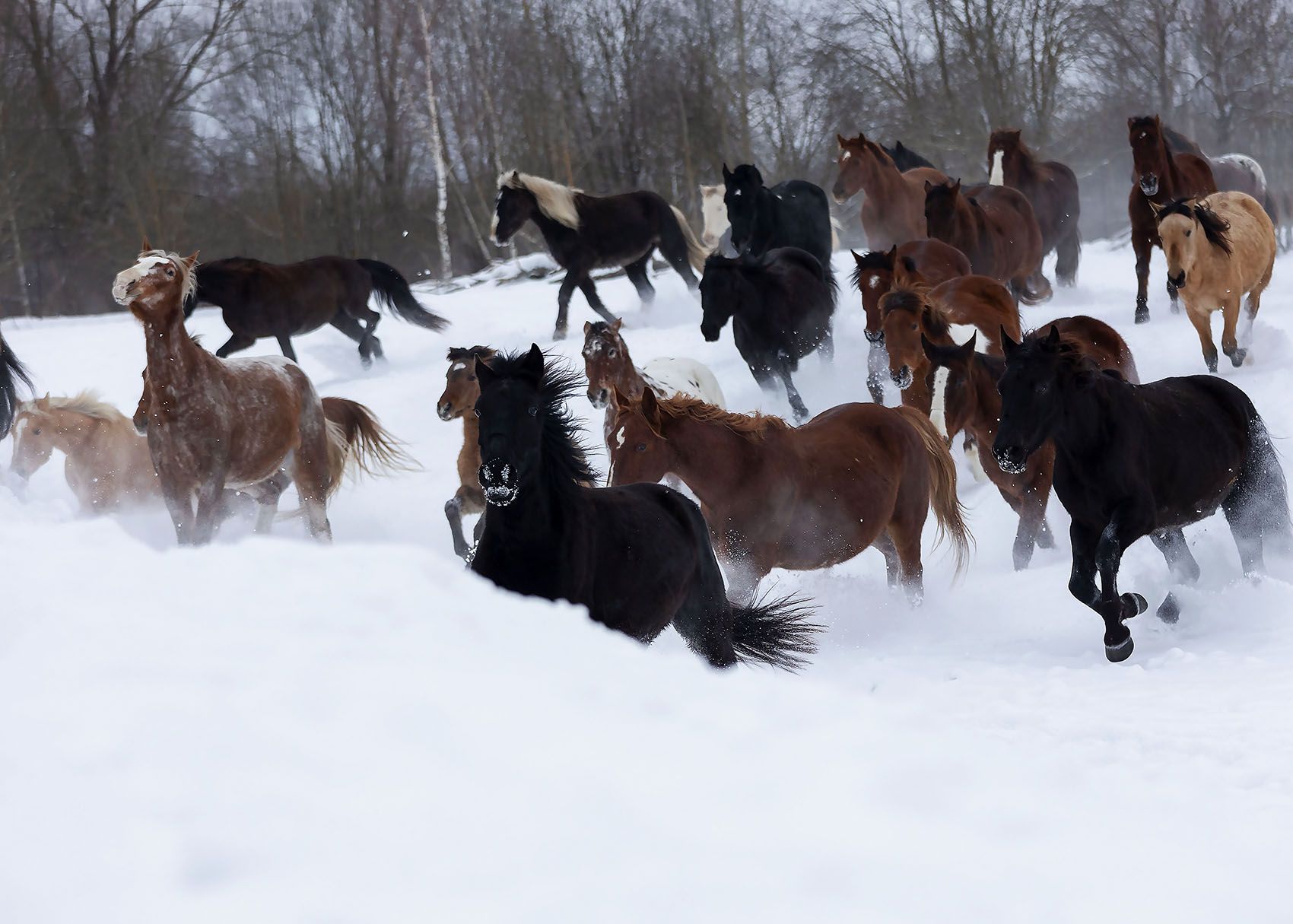 лошади, табун, зима, движение, лес, horses, herd, winter, beautiful, movement, nature, Стукалова Юлия
