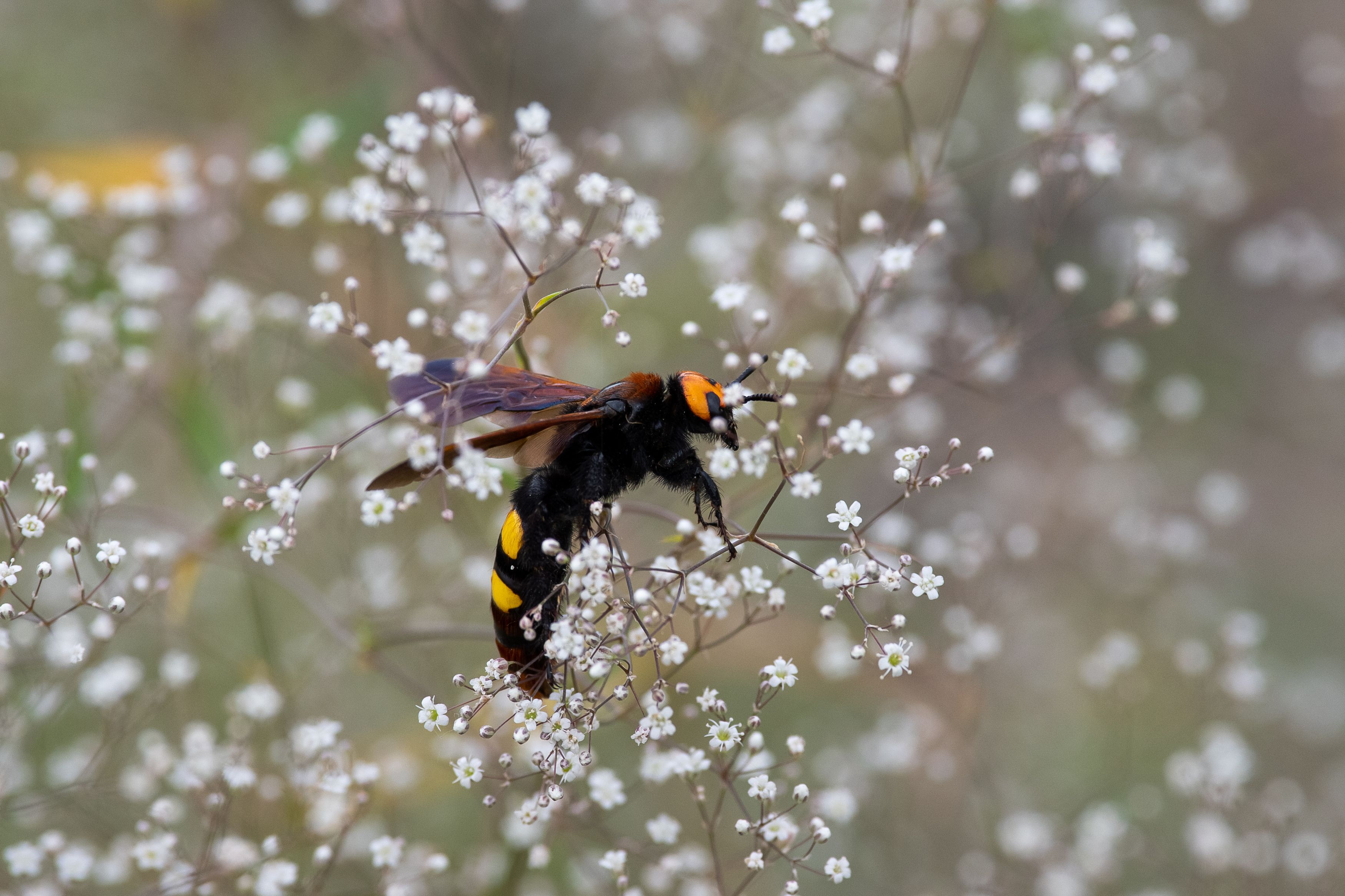 Megascolia maculata, Mammoth wasp, volgograd, russia, wildlife, , Сторчилов Павел