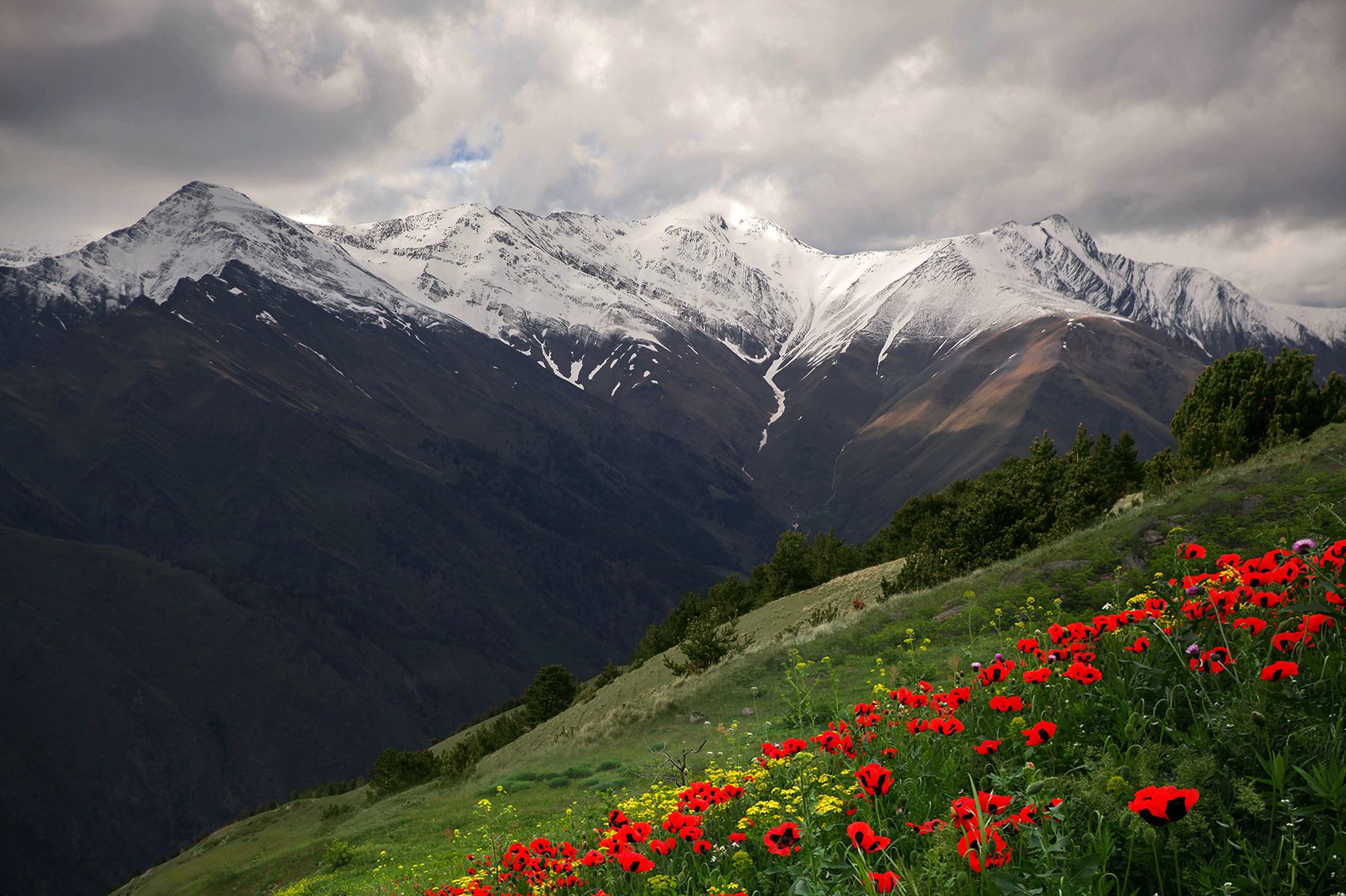 горы,снег,маки,дагестан,, Magov Marat