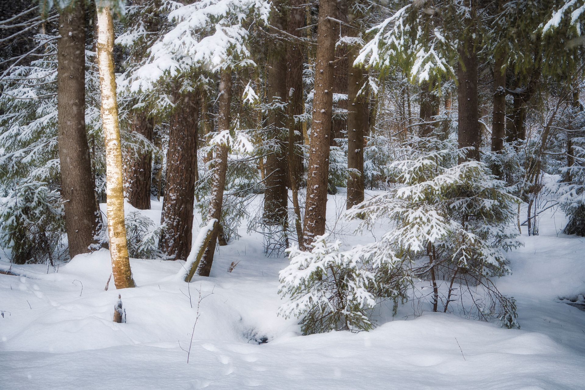 лес, зима, снег, forest, winter, snow, Валерий Вождаев