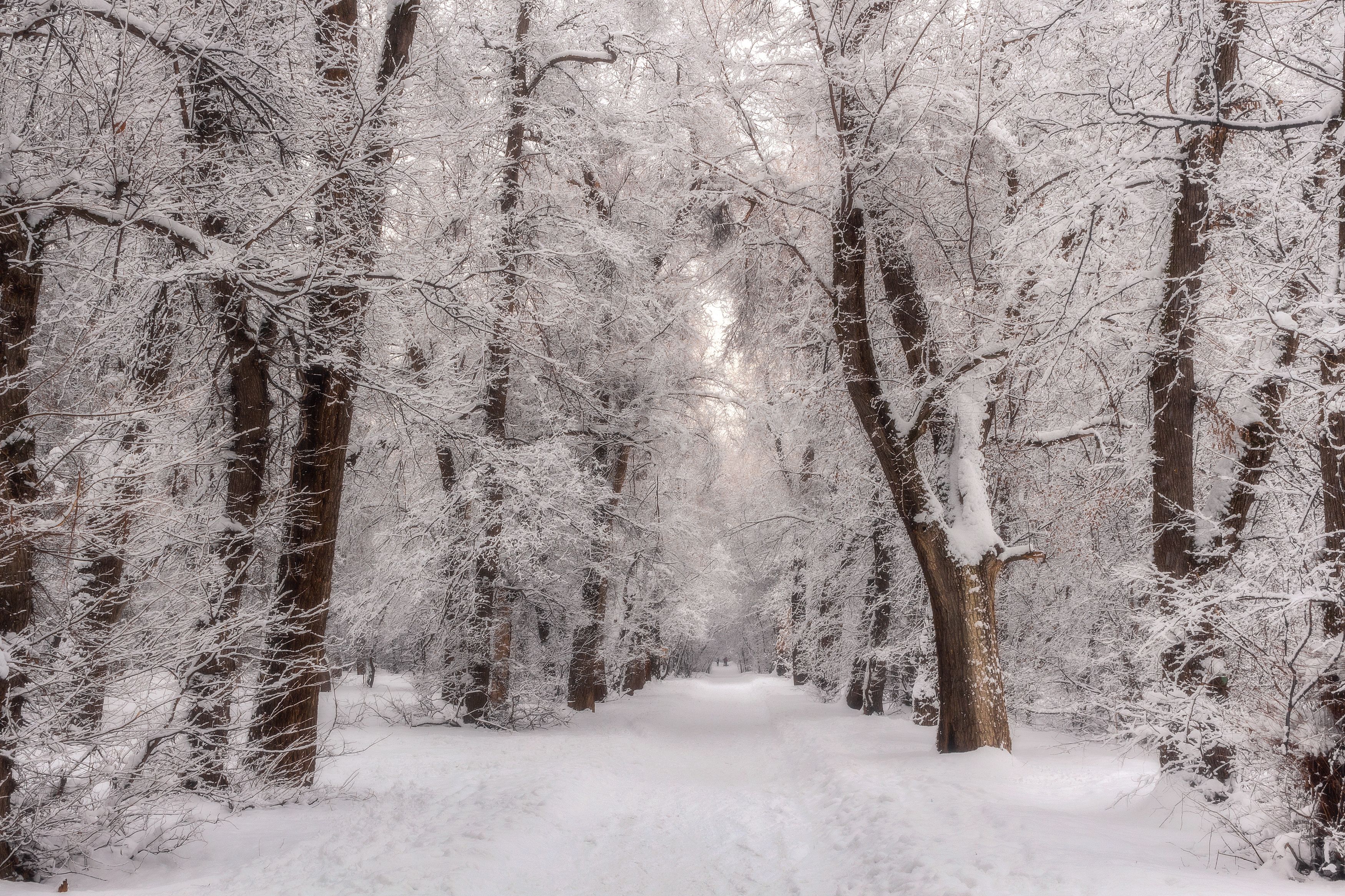 зима деревья снег природа пейзаж день свет цвет, Еремеев Дмитрий
