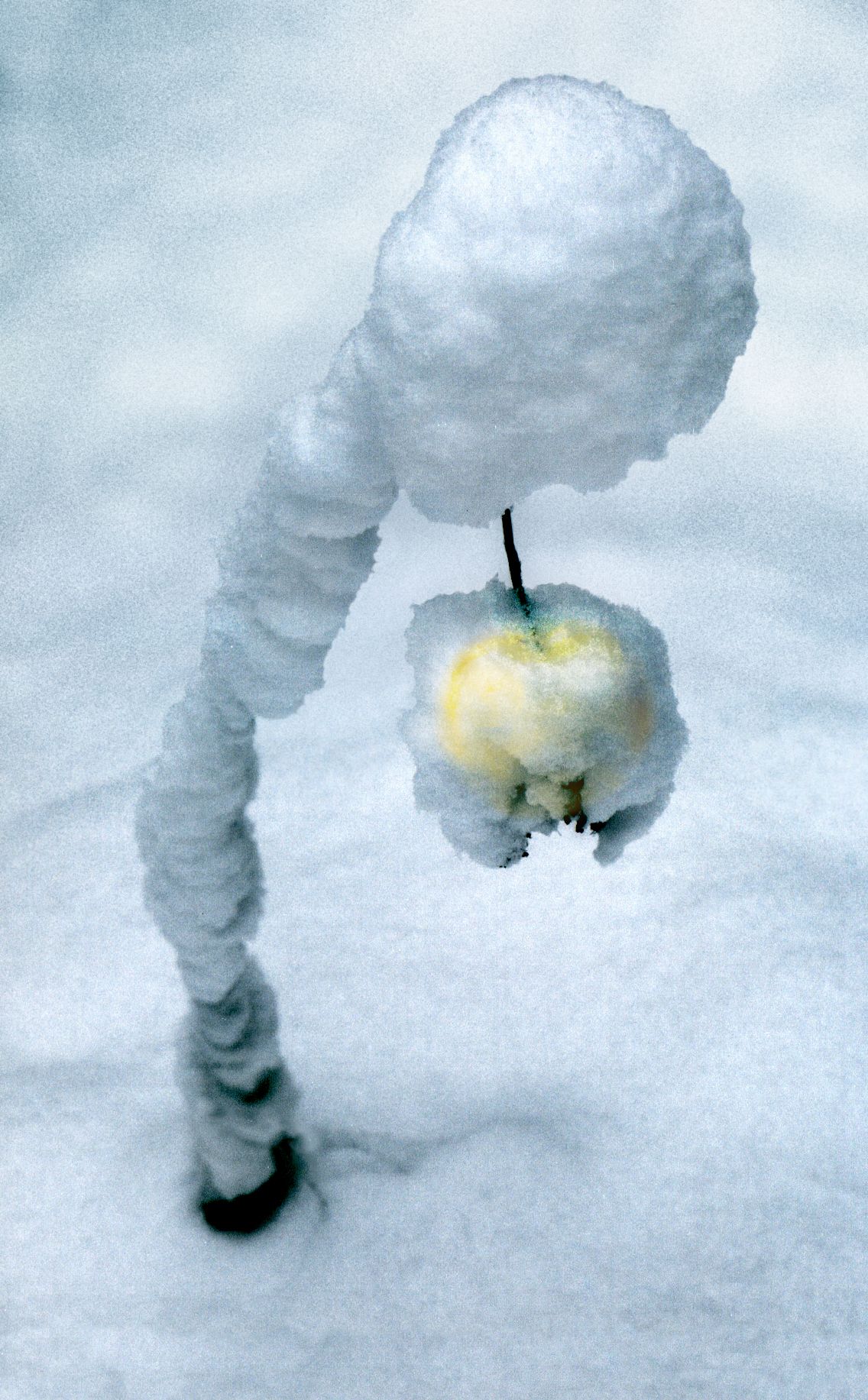 снег, мороз, обледенение, яблоко, плод, ожидание, голова, Светлана Холодняк