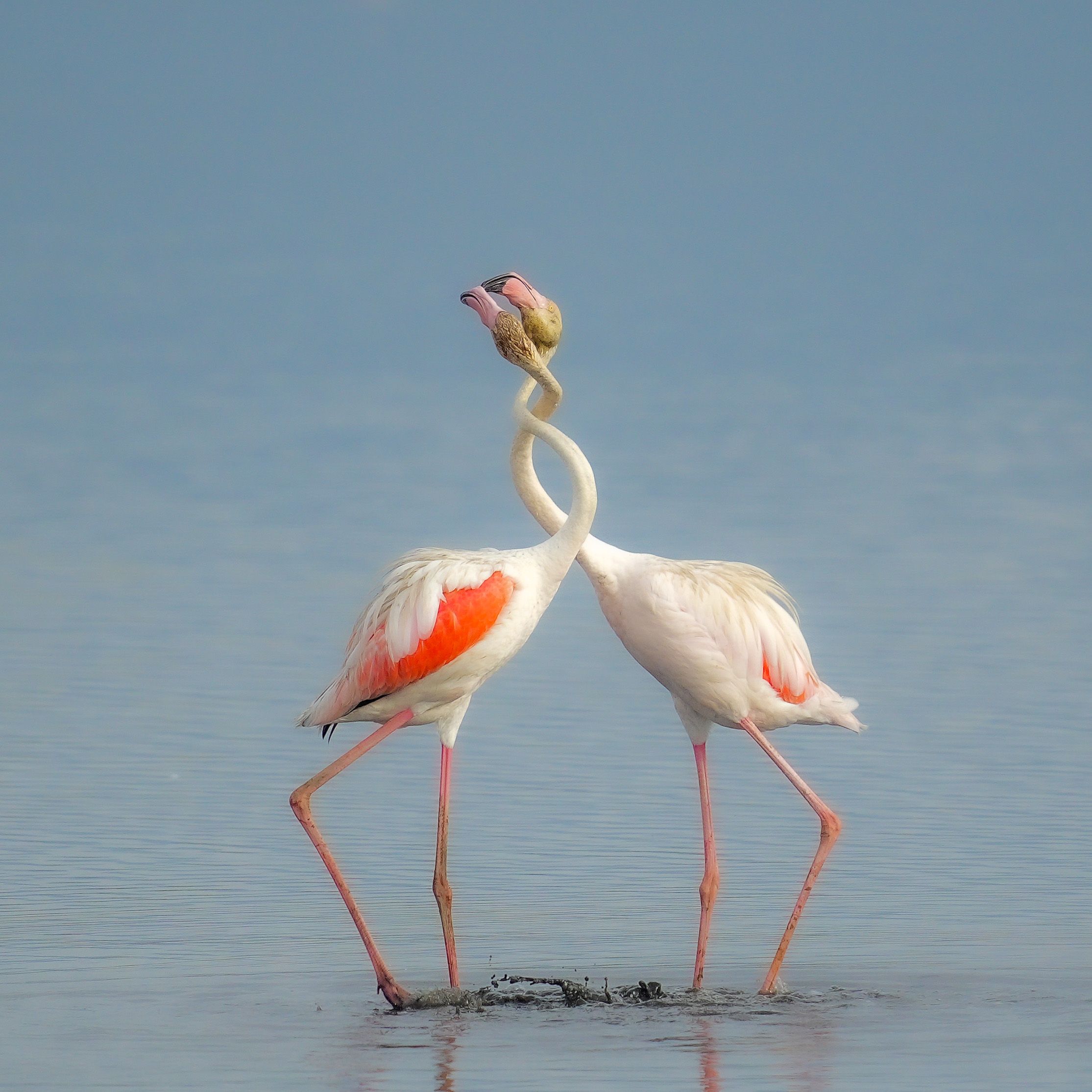 flamingo, Jian Ma