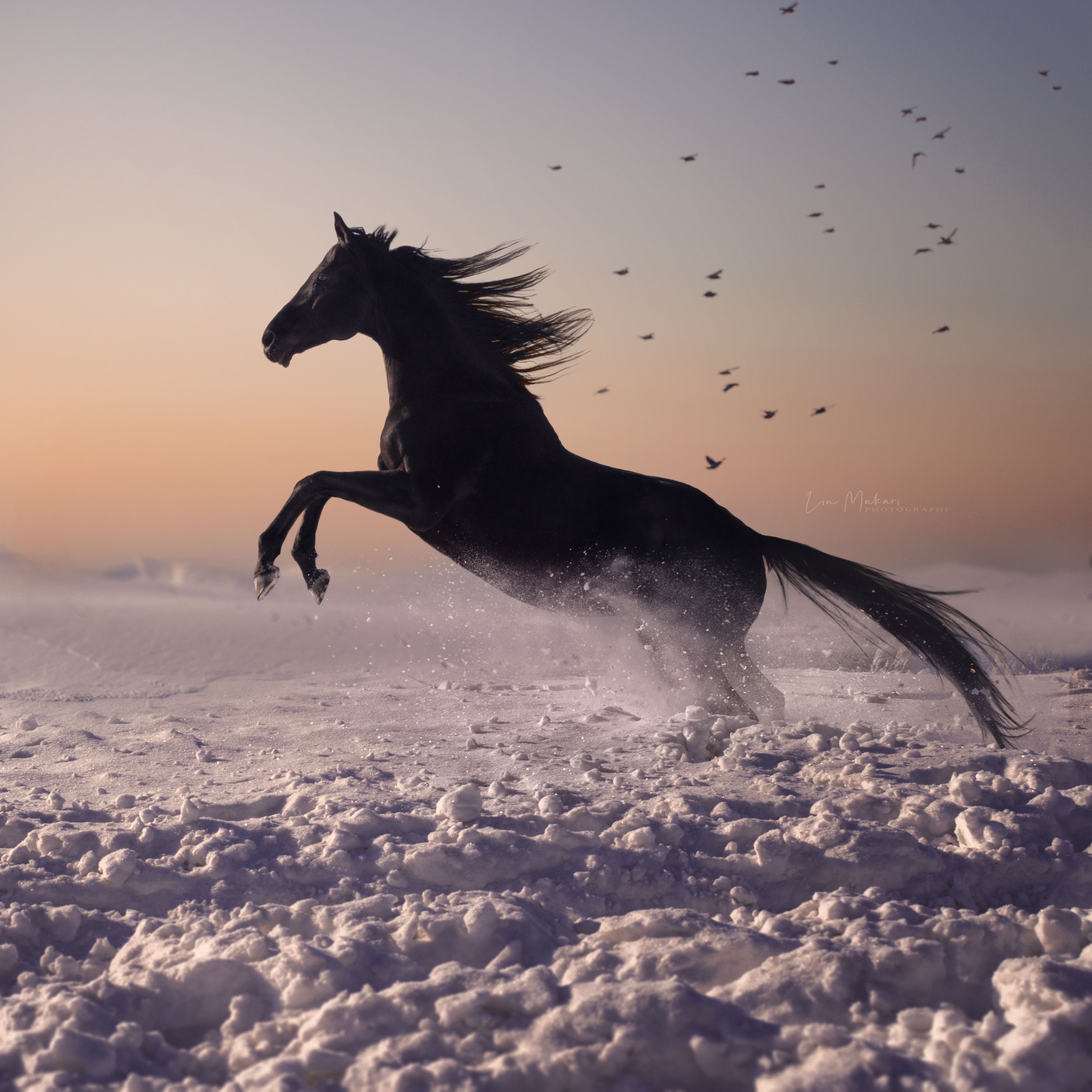 Лошадь, закат, черная лошадь, black horse, horse, поле, зима, winter , Макари Лия
