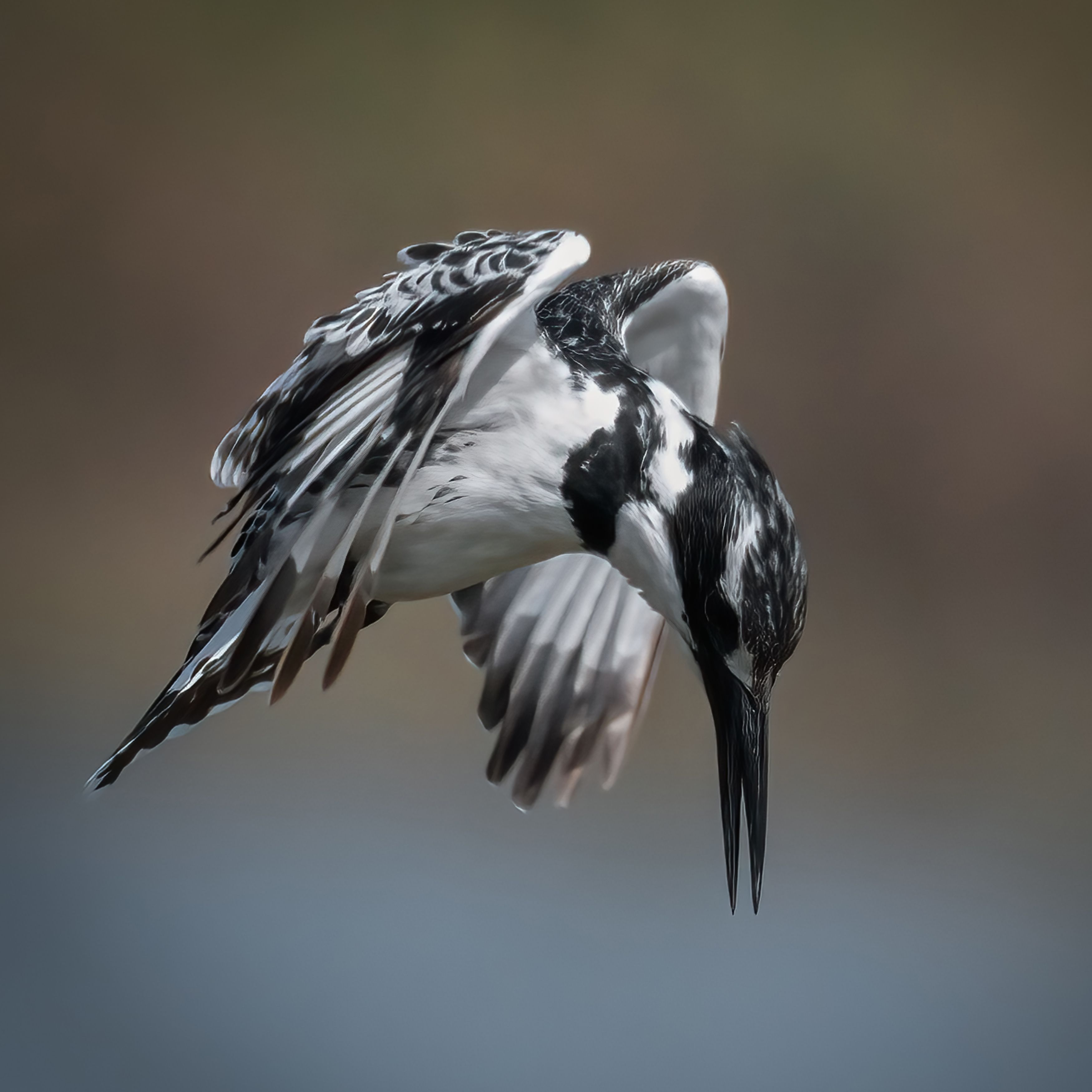 pied kingfisher, kingfisher, fly, in flight, flying, bird, birds, wing, wings, feather, feathers, Ahmed Zaeitar