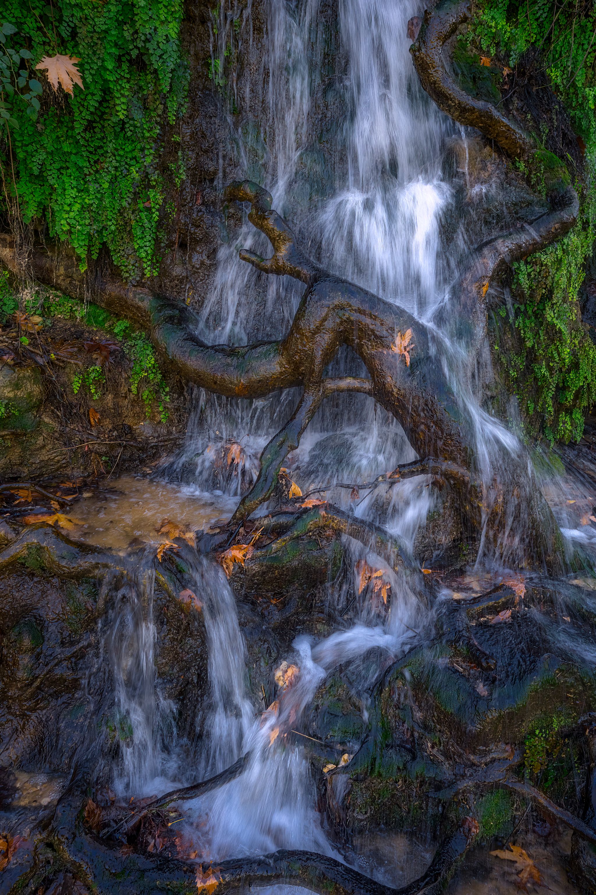Waterfall, tree, roots, Arie Burla