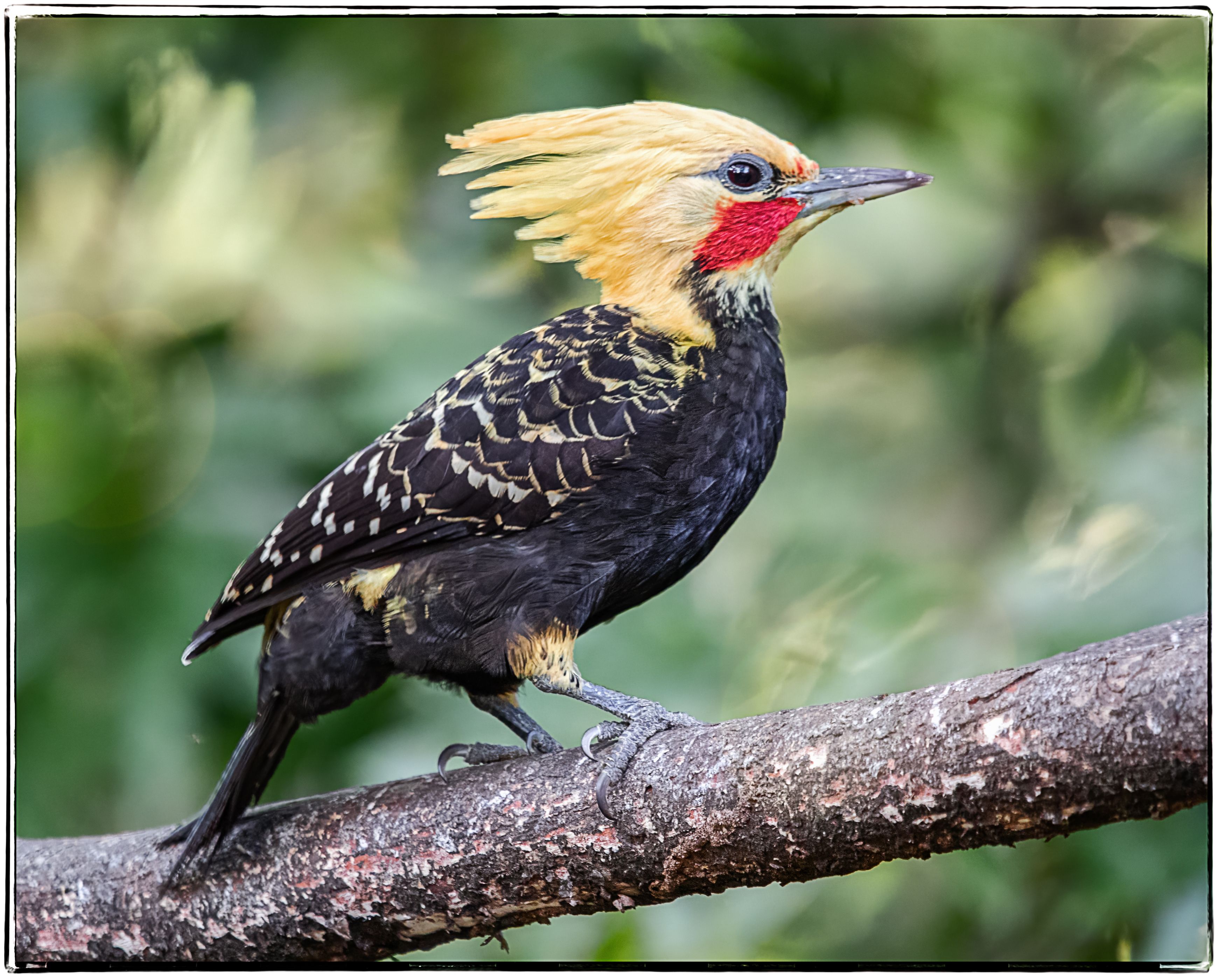 birds, aves, mata atlantica, brasil, passaros,, Joao R Cortez