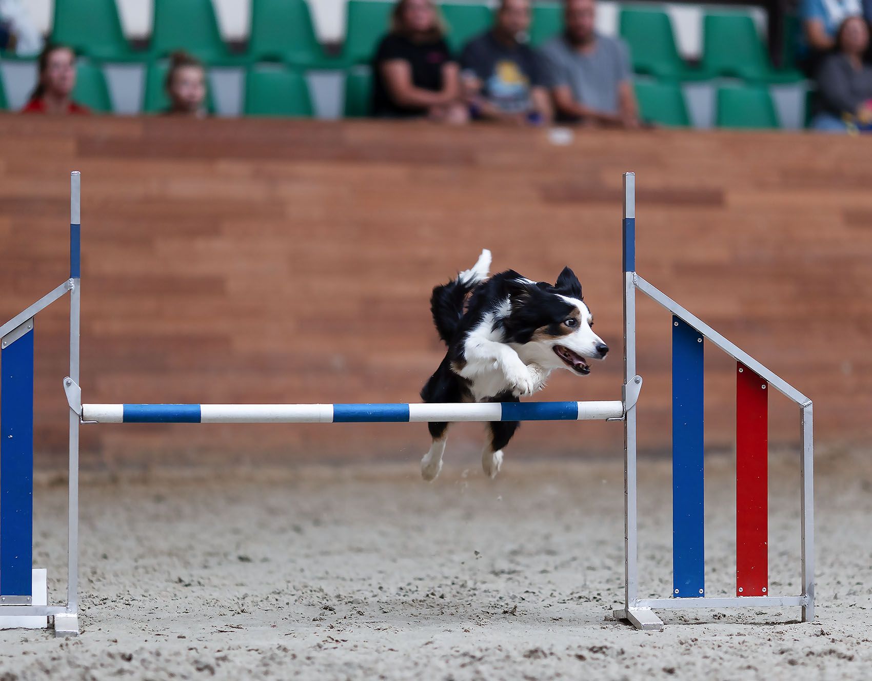 собака, спорт, аджилити, прыжок, соревнования, dog, sport, competition, jump, Стукалова Юлия