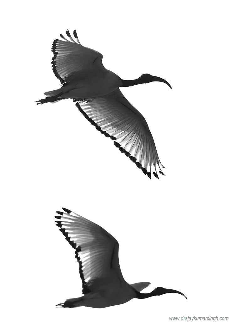 ibis, Dr Ajay Kumar Singh