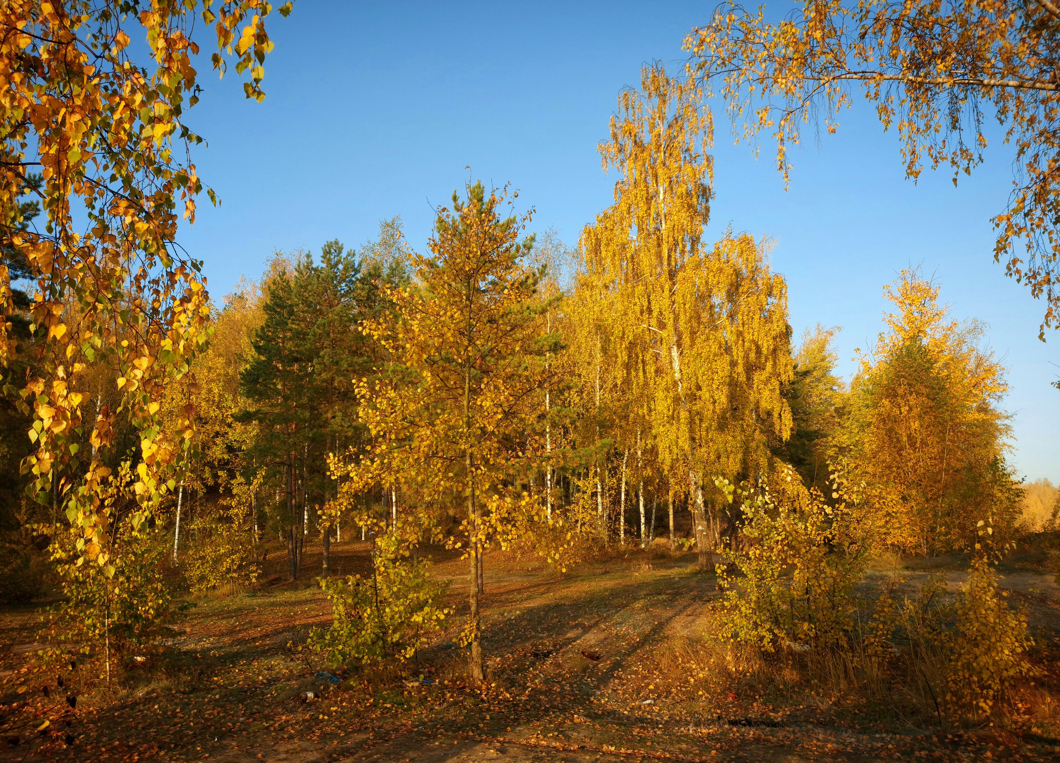 осень, деревья, природа, рассвет, Валерий Савостьянов