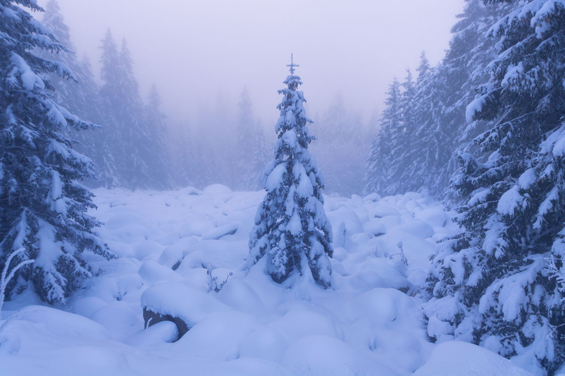 landscape, winter, snow, mountain, pine tree, one, loneliness,, Tonova Vania