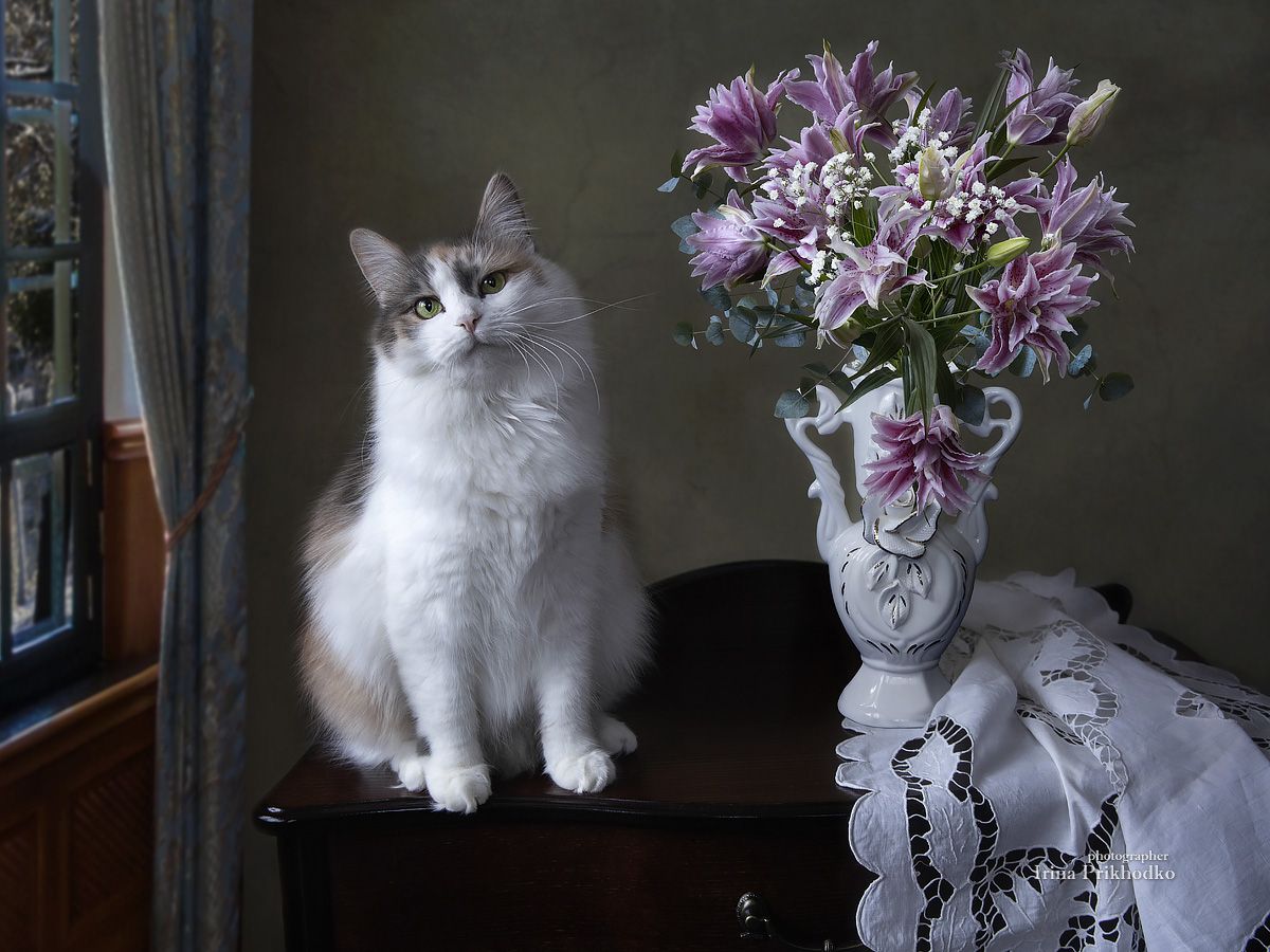 натюрморт, цветы, кошка, букет, домашние любимцы, питомцы, лилии, Приходько Ирина
