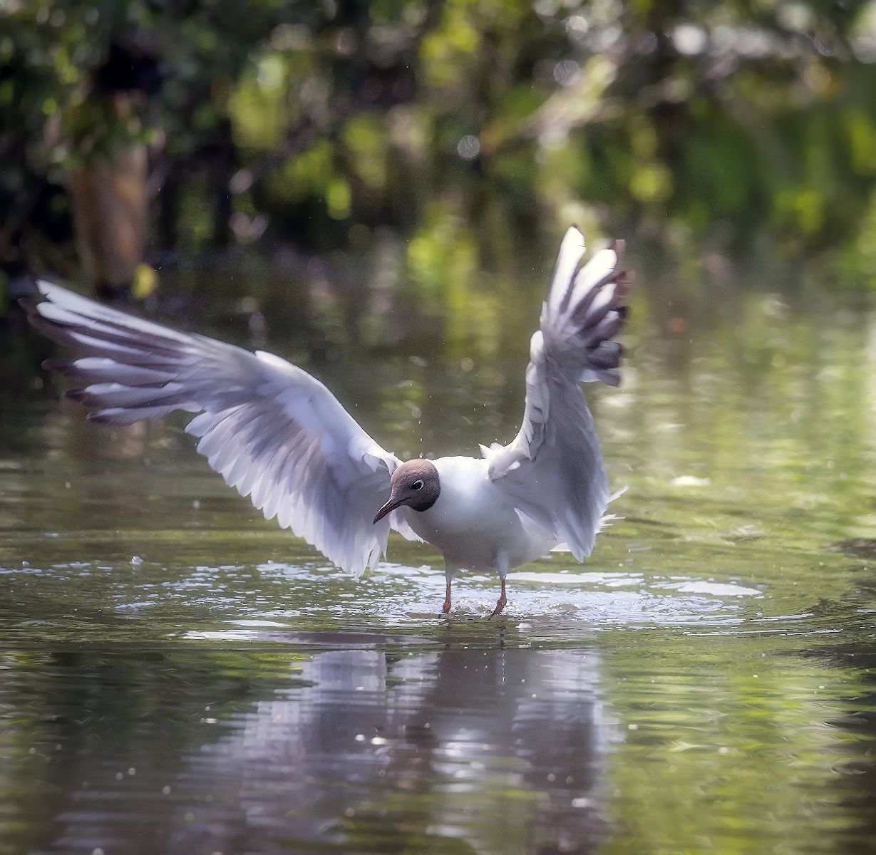 птица, вода, отражение, чайка, крылья, Сергей Аникин