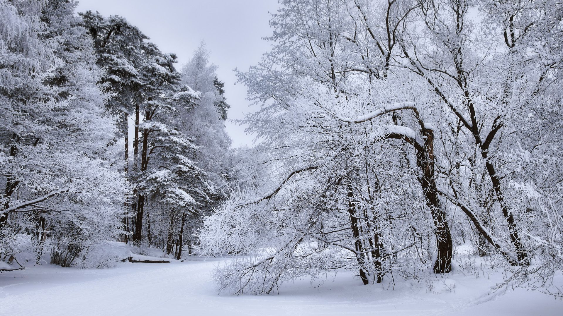 лес, зима, снег, озеро, forest, winter, snow, lake, Валерий Вождаев