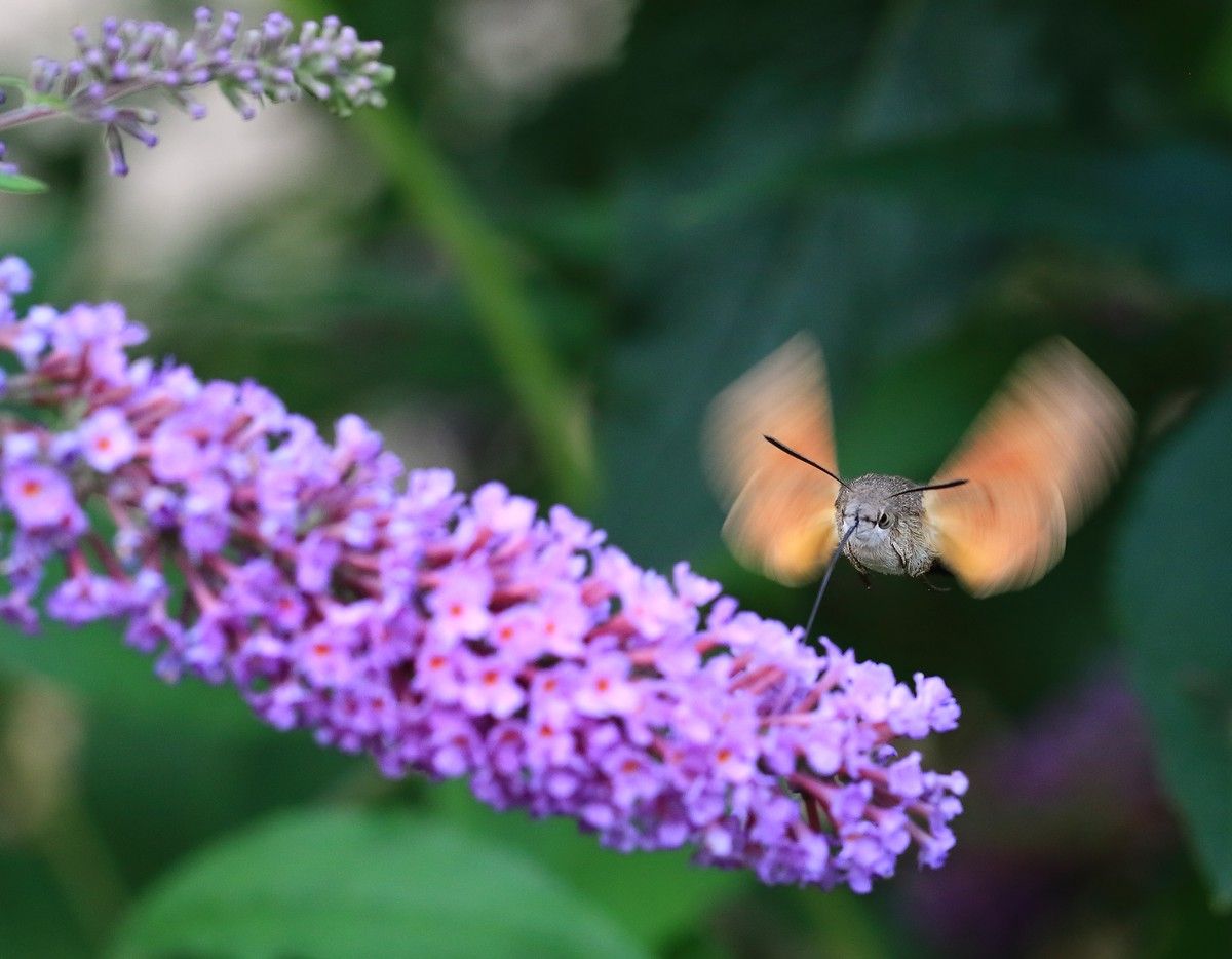 языкан, обыкновенный, , macroglossum, stellatarum, полет, обед, Евгений Слободской