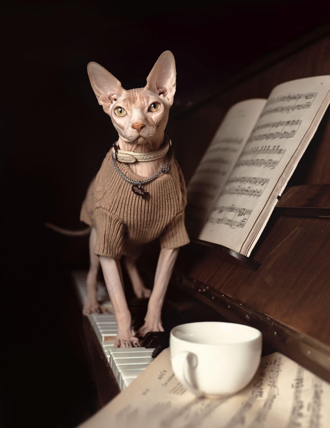 кот музыкант фортепиано ноты музыка сфинкс лысый лапы клавиши, Глебова Екатерина
