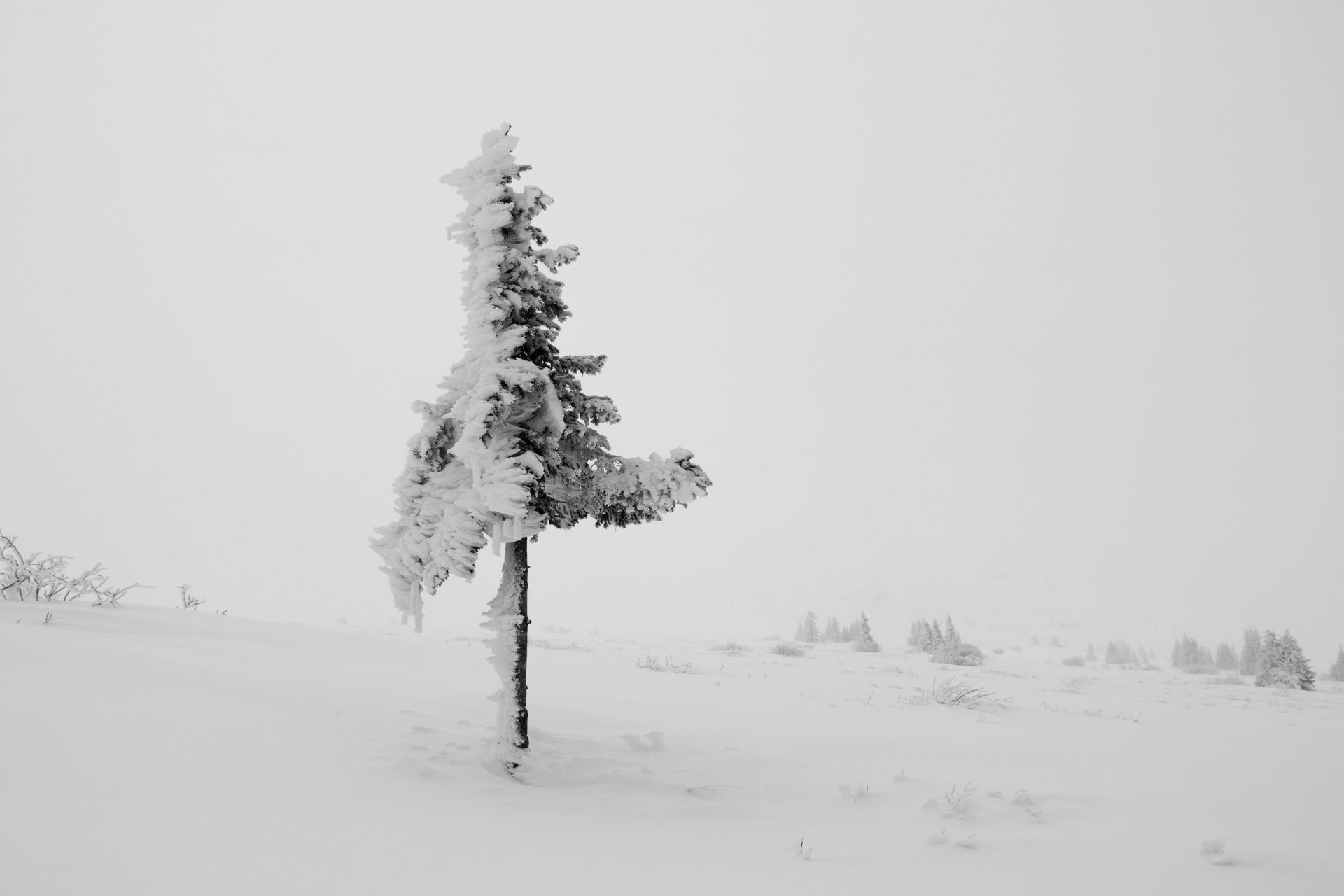 winter, snow, frozen, frost, cold, ice, white, black, nature, landscape, , Tonova Vania
