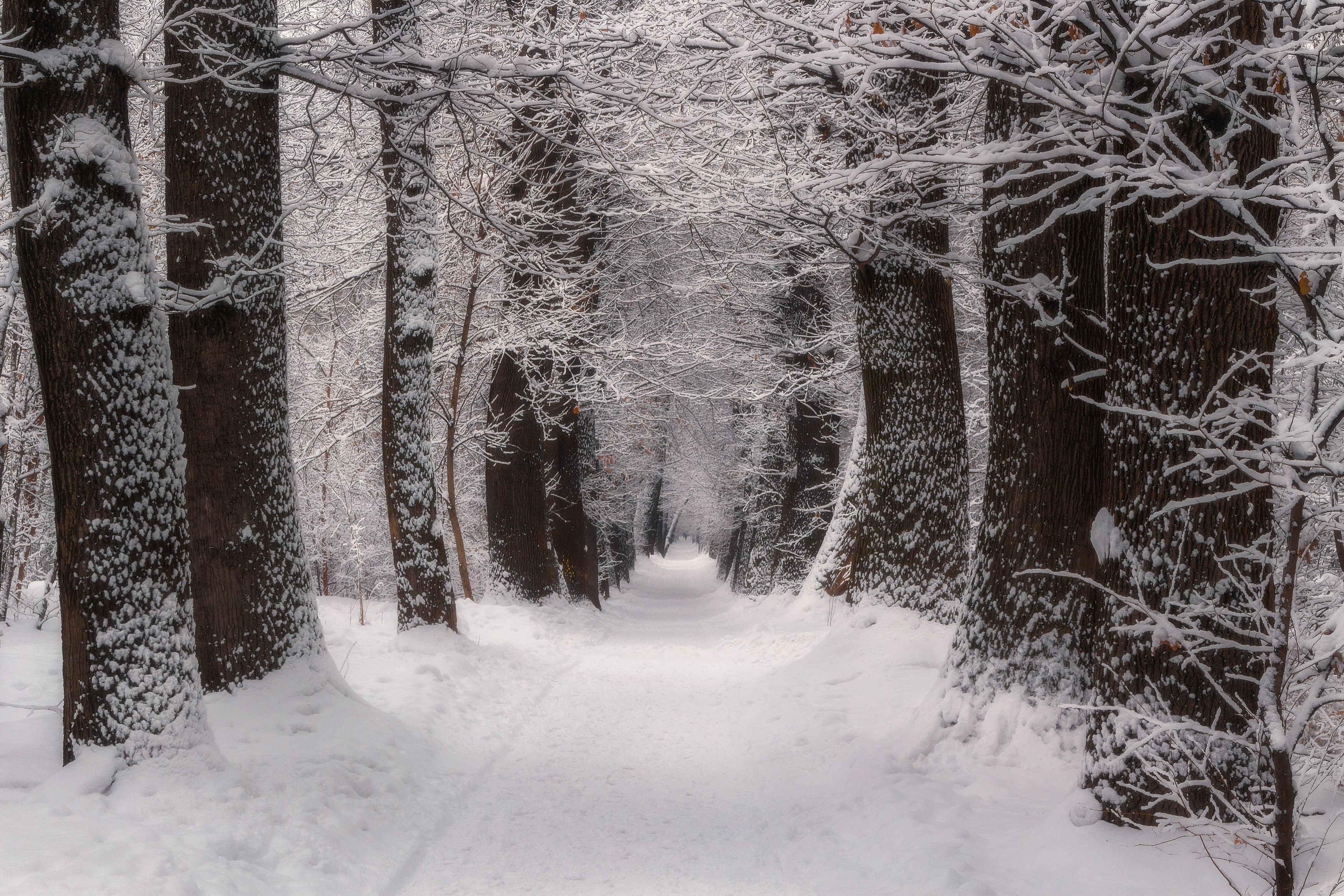 пейзаж дубы аллея зима январь природа деревья снег день тишина, Еремеев Дмитрий