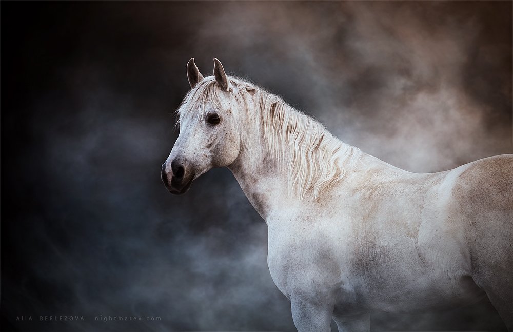 Dust, Horse, Mist, Alla
