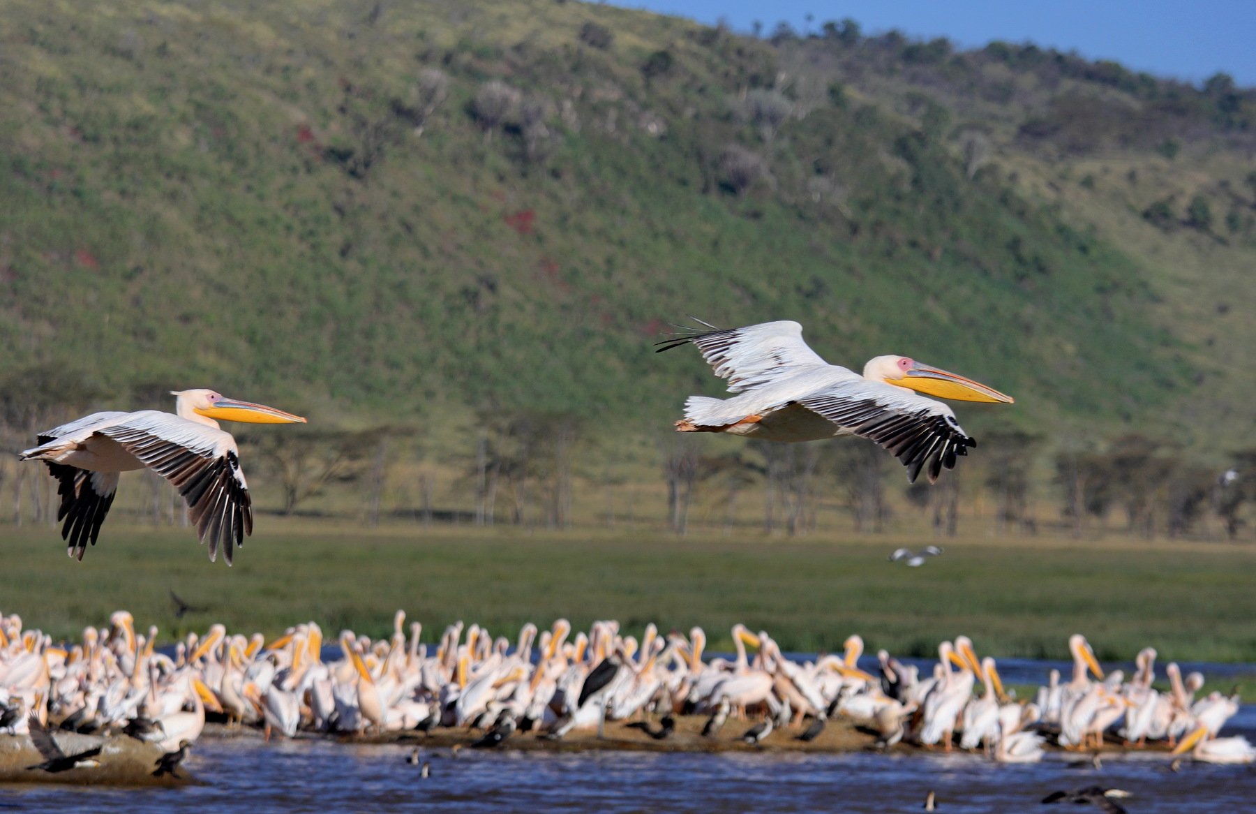 Африка. Кения. Национальные парки Кении. Озеро Накуру. Пеликаны. Природа., Вера Мурашкина
